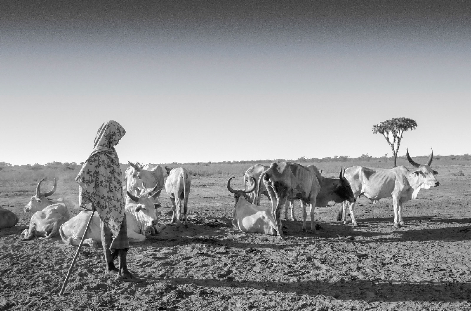 An Oroma herder with his cattle in barren lands of northeast Kenya