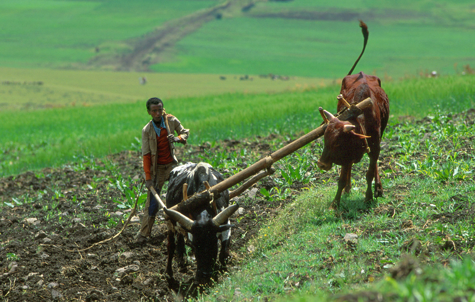 Ploughing with an ox-drawn plough. Wollo, Ethiopia