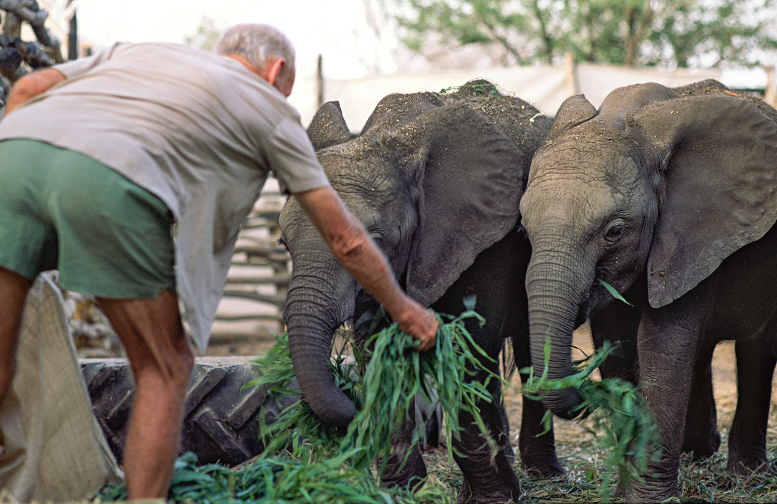 Captive feeding orphaned elephants during drought. Chiredzi, Zimbabwe