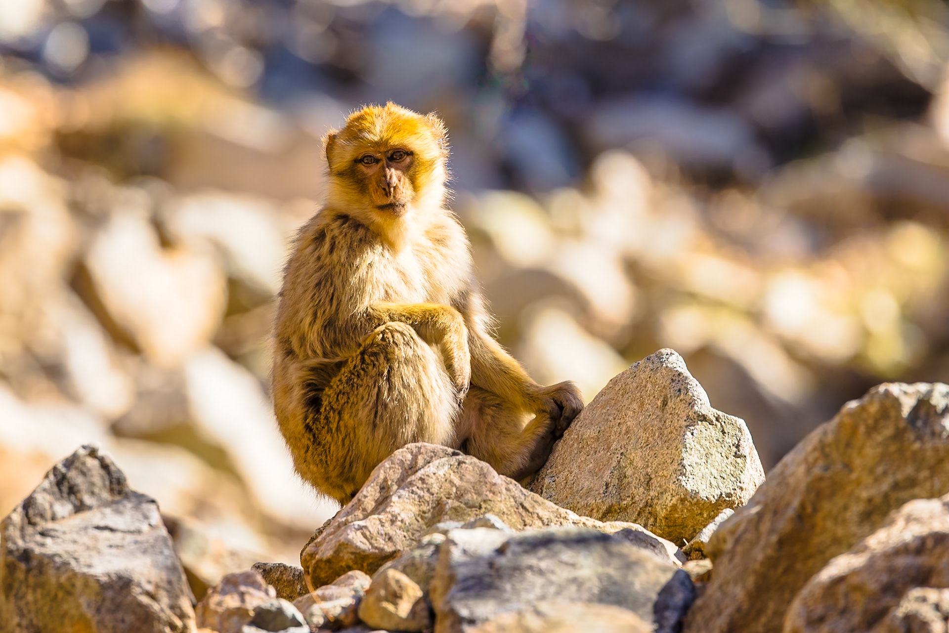 La Vallée de l'Ourika
