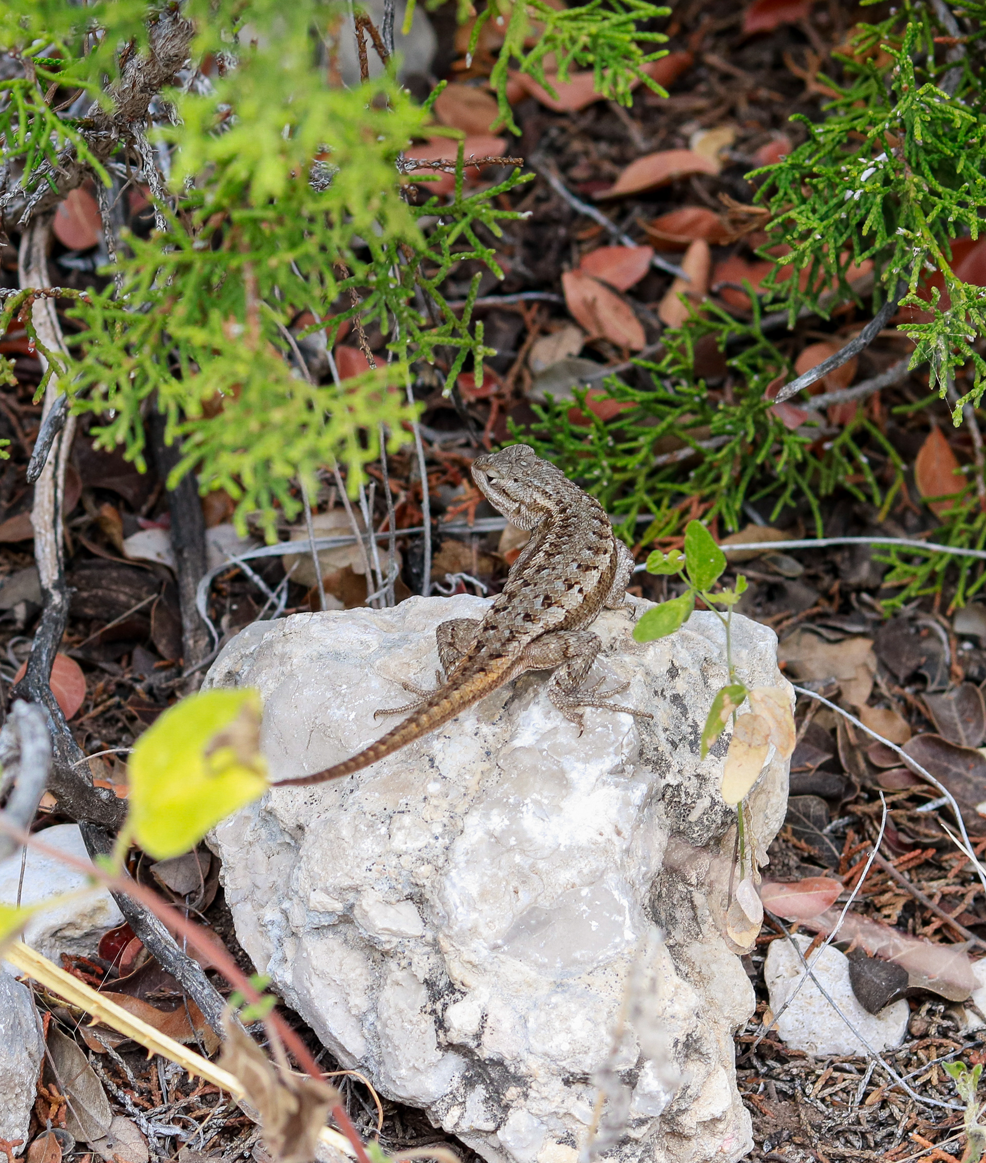 A small spiny lizard perched on a rock in Guadalupe Mountains National Park's McKittrick Canyon in early November.
