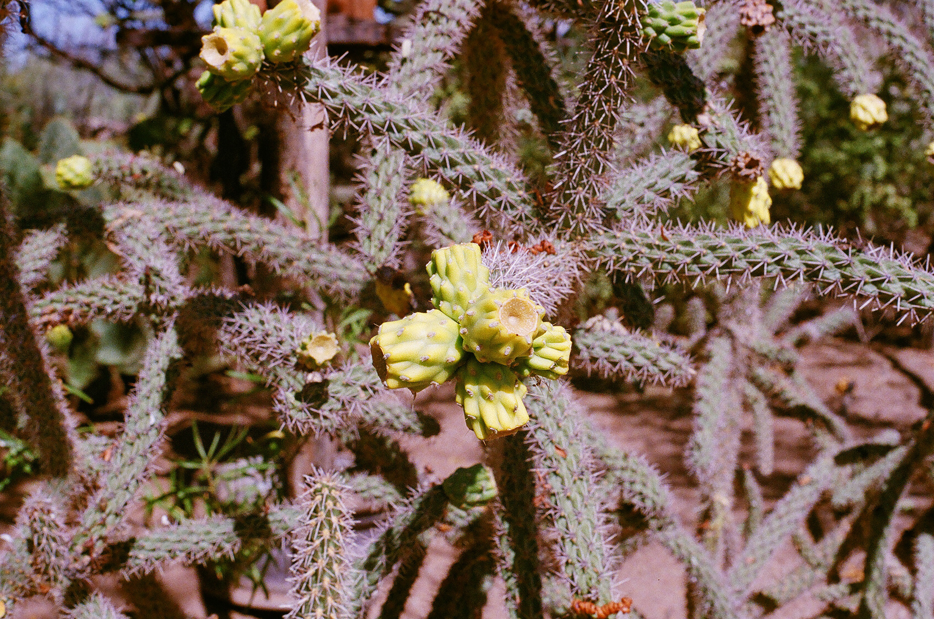 A cholla cactus at Bosque del Apache Wildlife Refuge in New Mexico, shot on 35mm film.