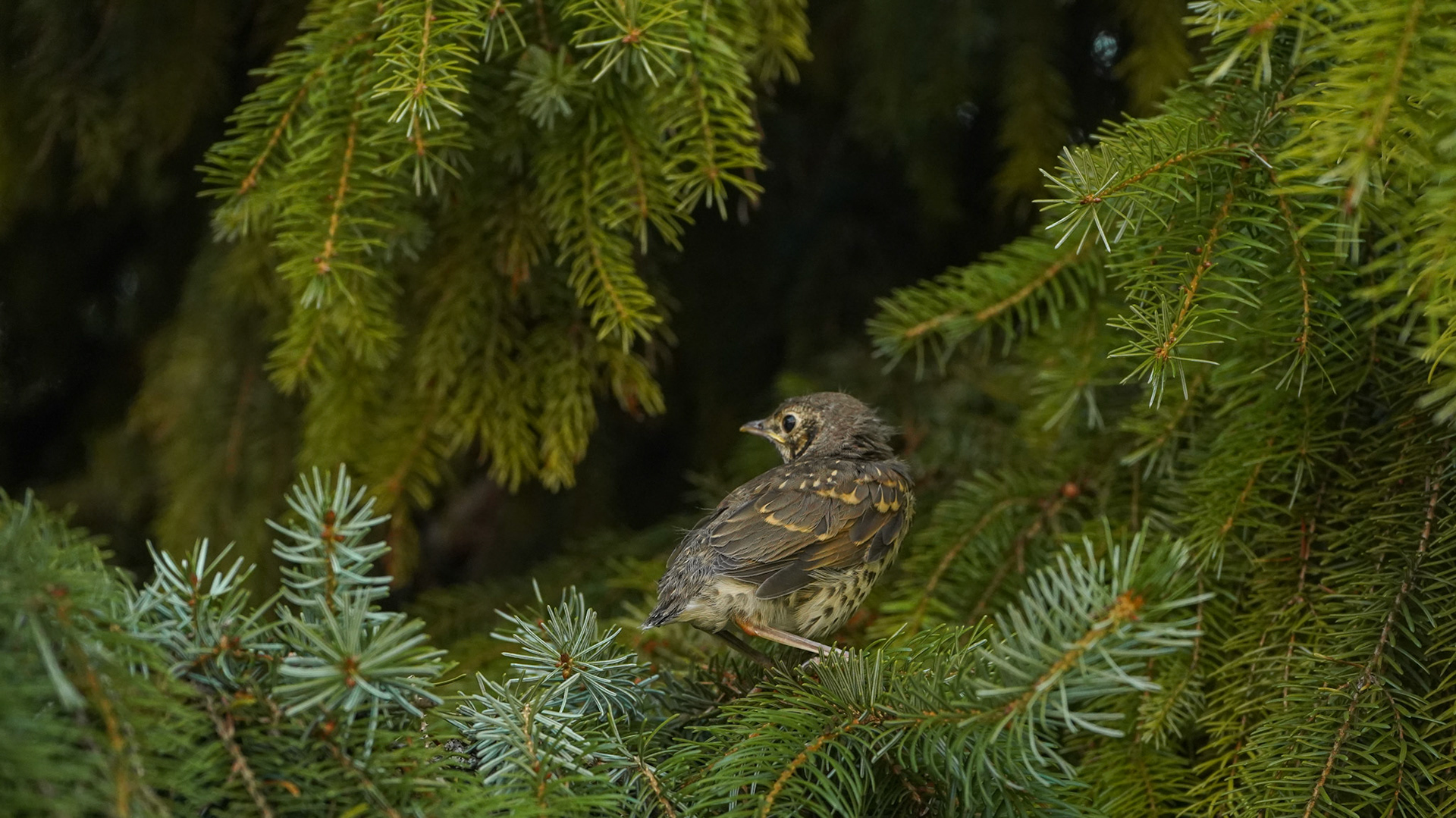 Liptov, SLOVAKIA - Baby bird
