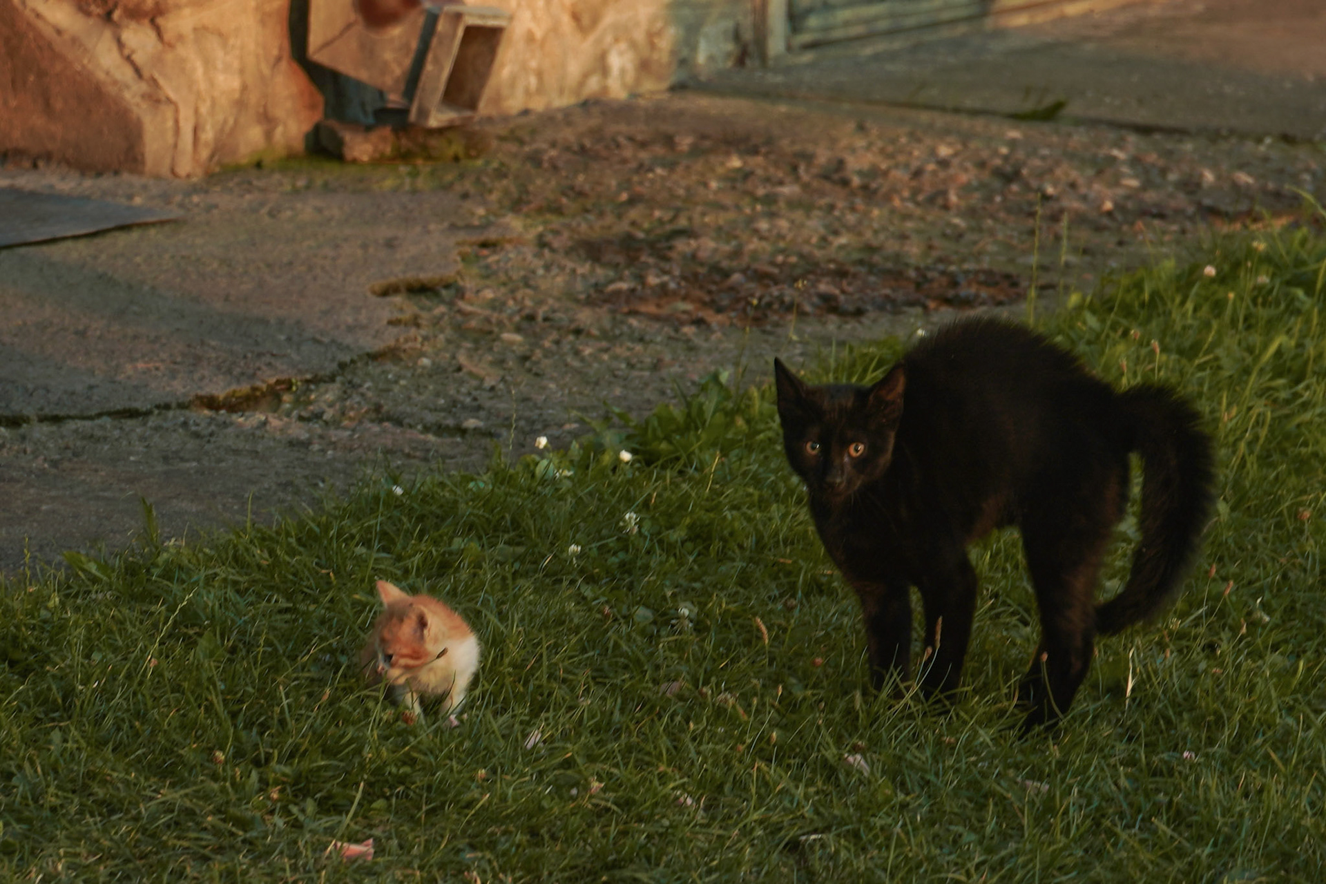 Skopje, MACEDONIA - Scared cat #2