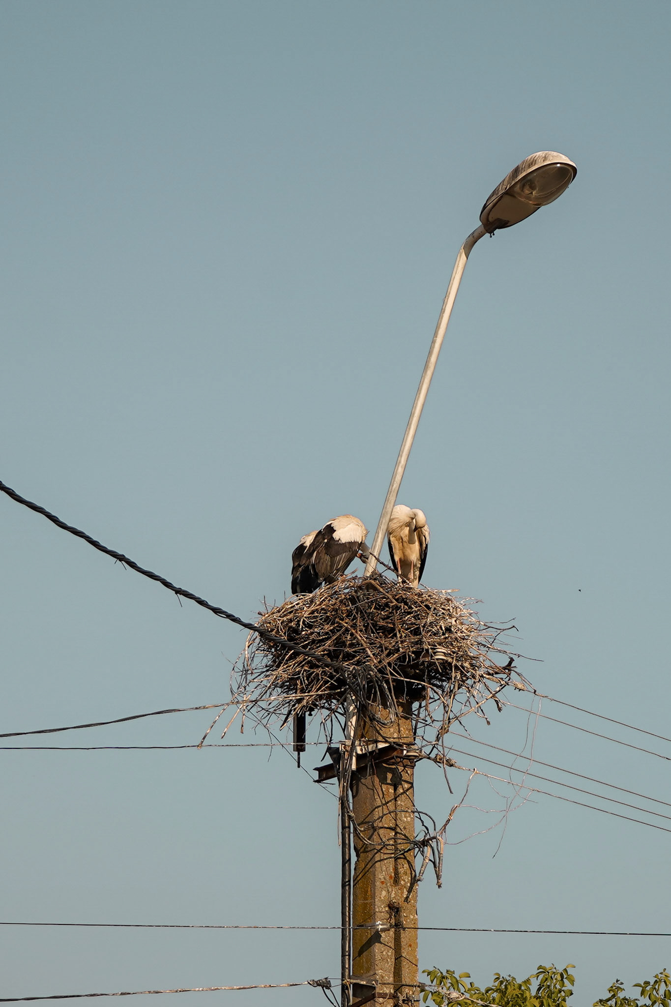 ROMANIA - Stork on a pylon #1