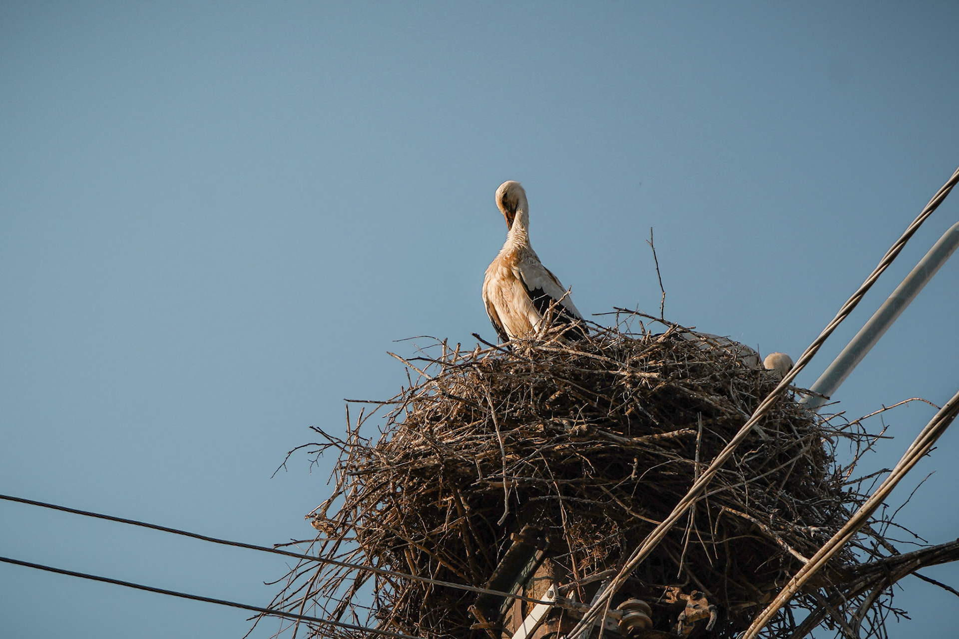 ROMANIA - Stork on a pylon #2