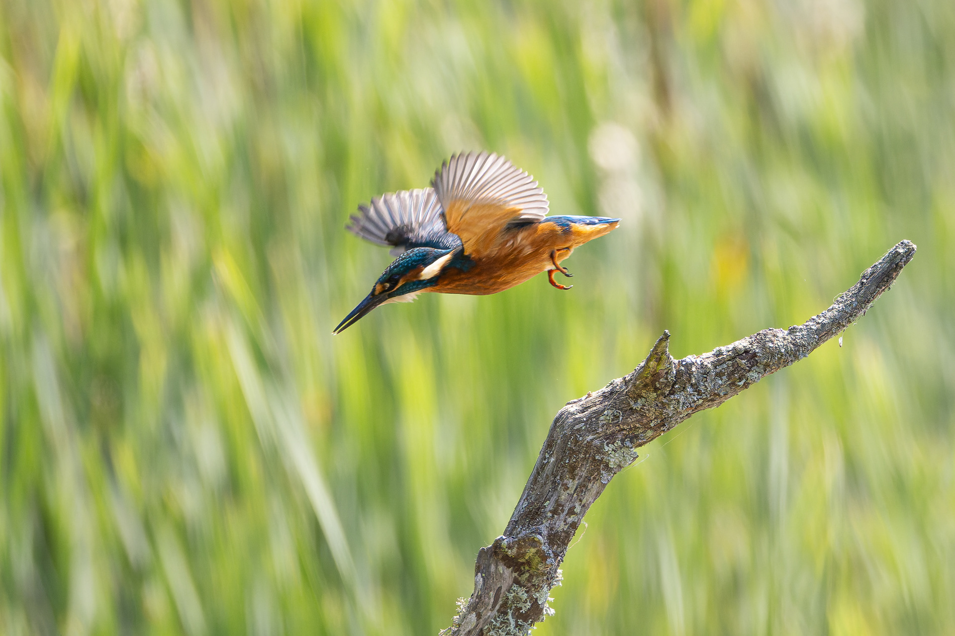 Diving for Breakfast. Kingfisher, Warnham Nature Reserve.