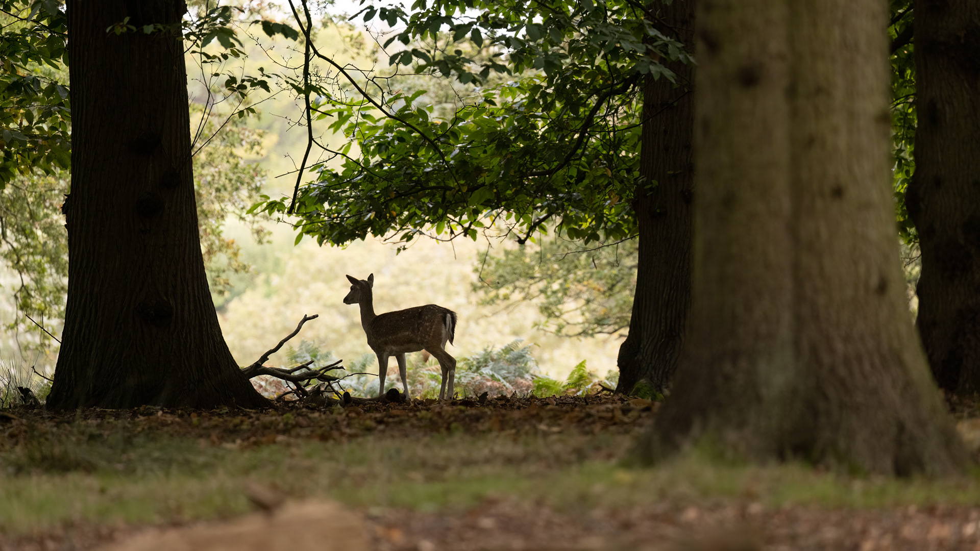 On the edge of day. Richmond Park, London.