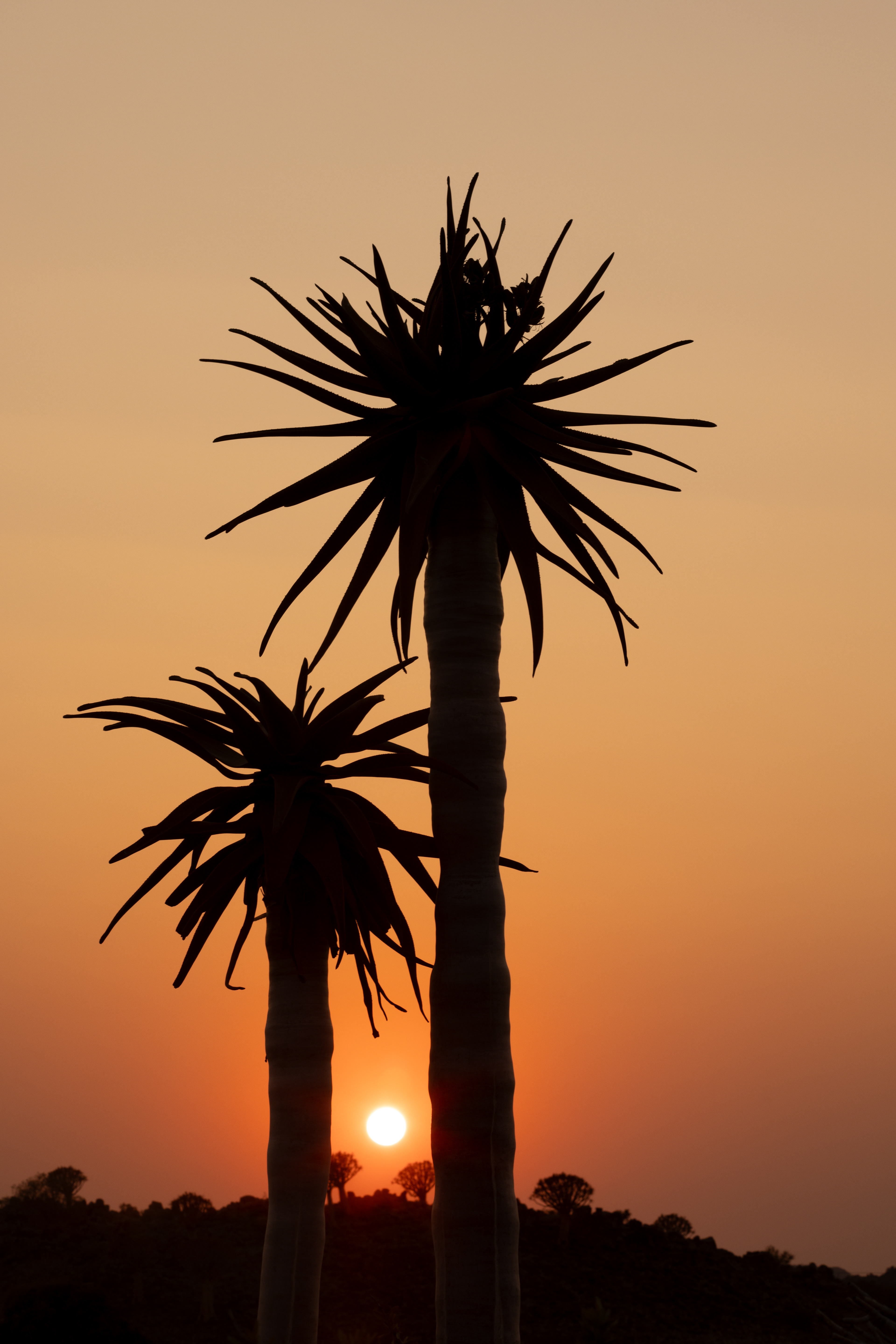 Dawn in the Quiver Tree Forest - I managed to catch the rising sun between these two quiver trees. Quiver Tree Forest, Keetmanshoop, Namibia.