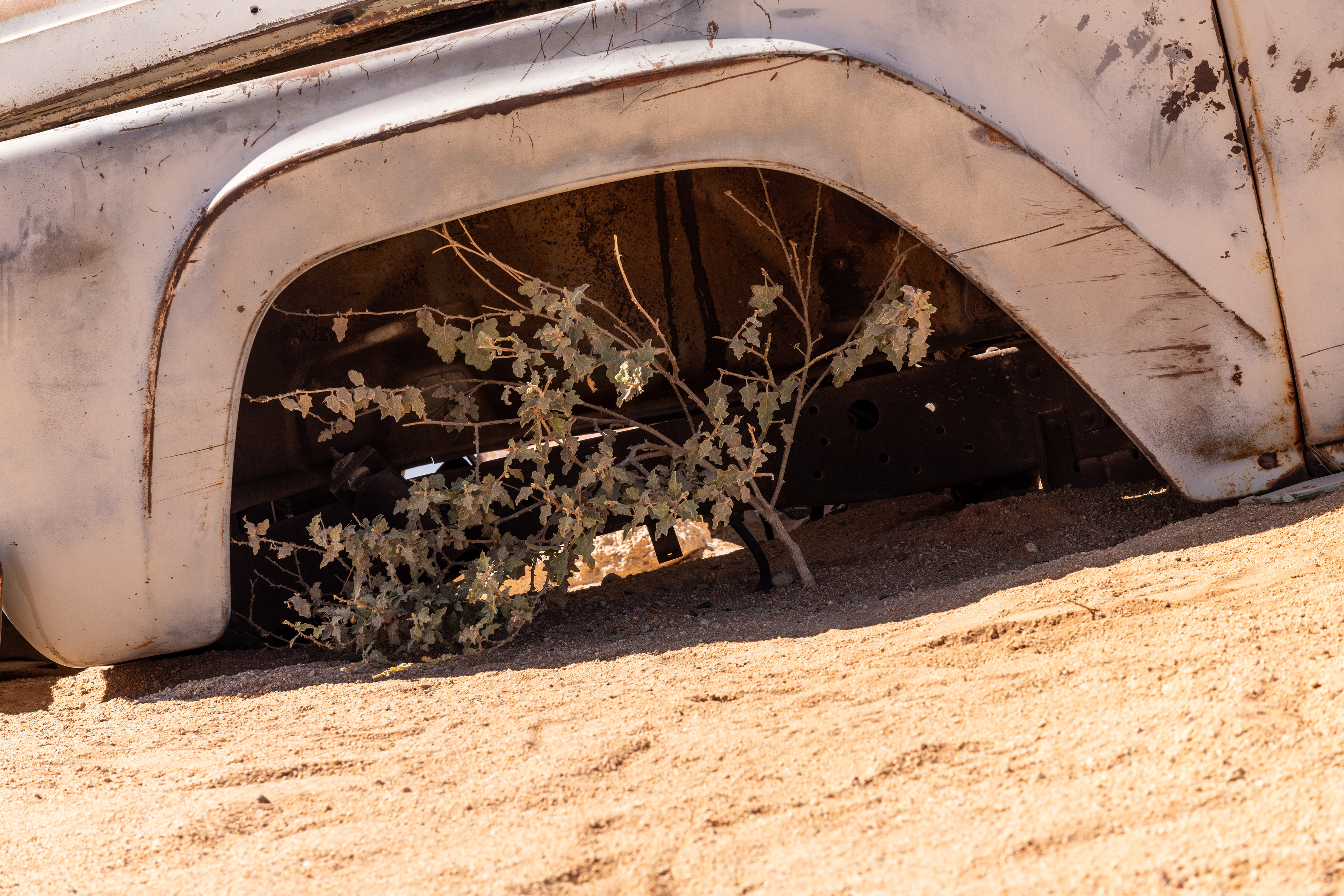 Nature Will Find a Way - Solitaire, Namibia.