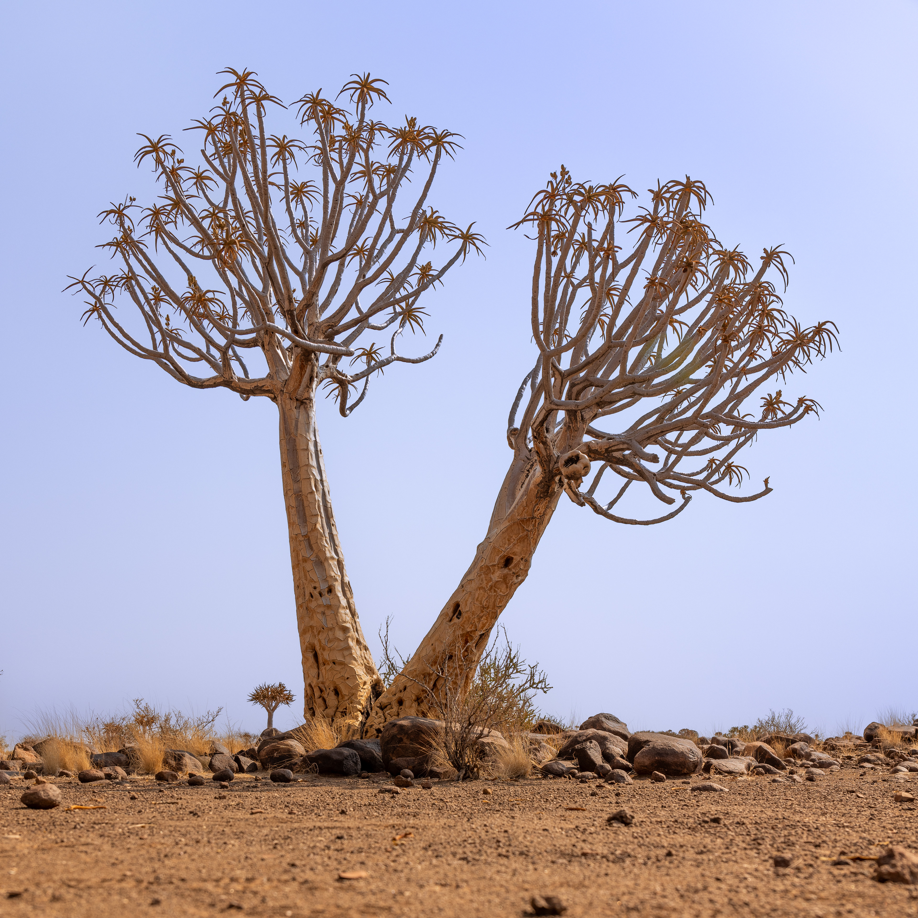 Quiver Tree Forest III - These succulents were named Quiver Trees by ancient bushmen who used to make quivers for their arrows out of the bark. Quiver Tree Forest, Keetmanshoop, Namibia.
