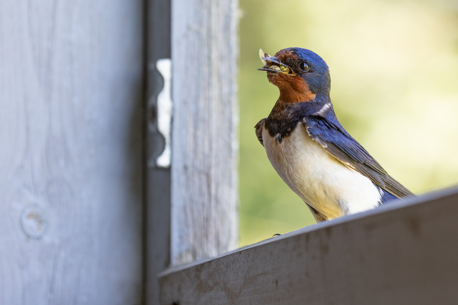 Tasty morsel. Barn swallow. Norfolk Wildlife Trust.