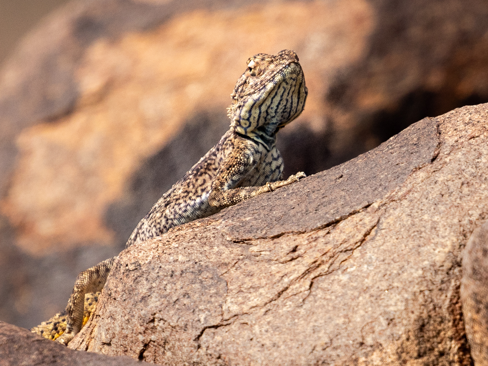 What you looking at? - This little fella was warming himself in the sun. He looked at me and I looked at him - long enough to capture a shot. Quiver Tree Forest, Keetmanshoop, Namibia.