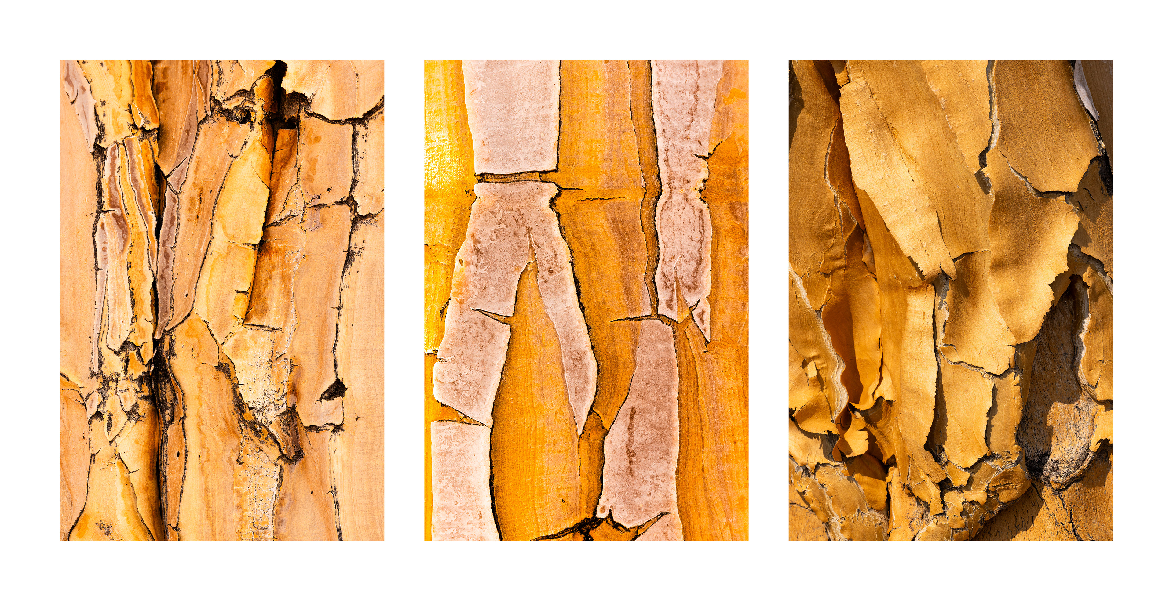 Quiver Tree Forest Bark - The bark produces all manner of interesting shades, patterns and textures. Quiver Tree Forest, Keetamnshoop, Namibia.
