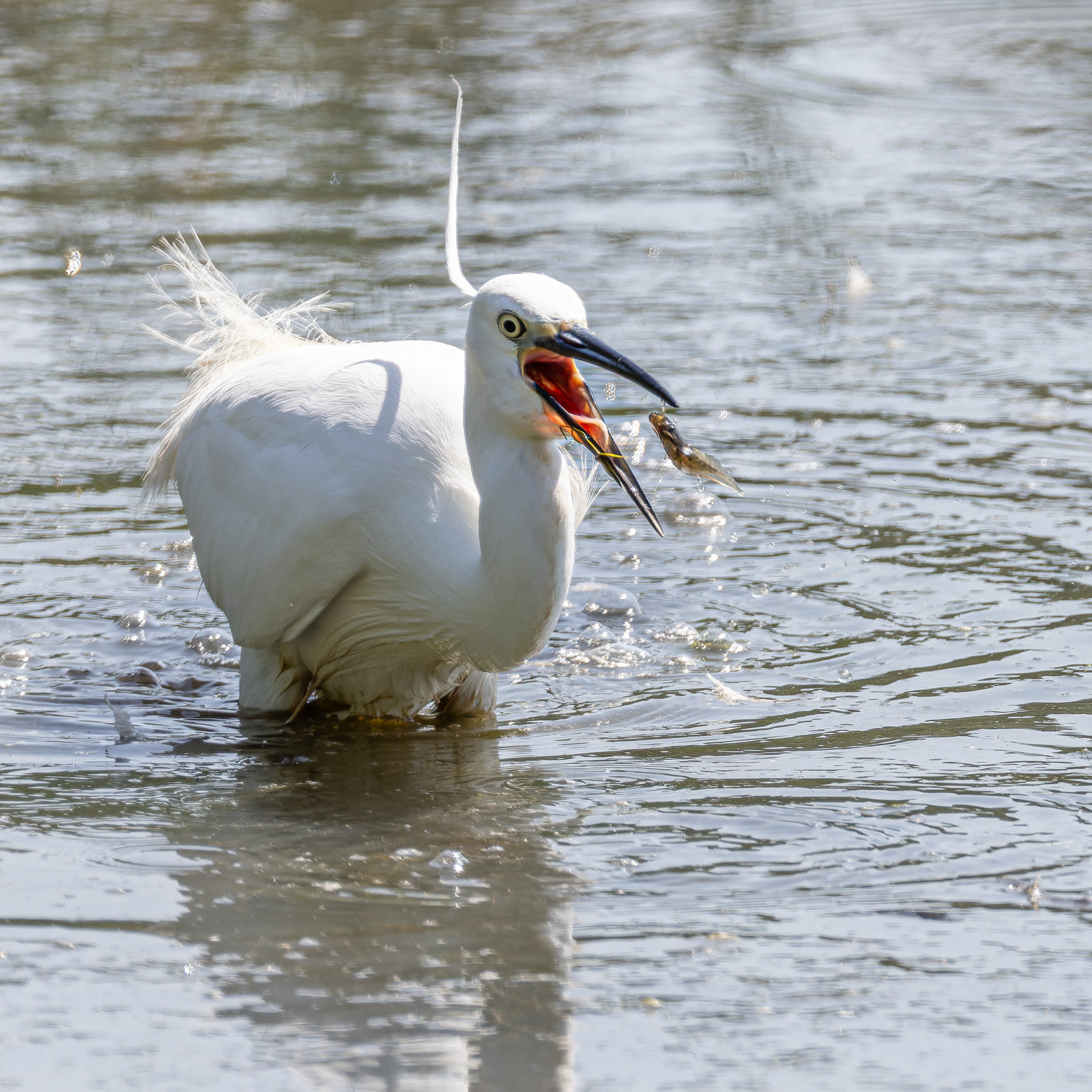 Lunch. Egret, Warnham Nature Reserve