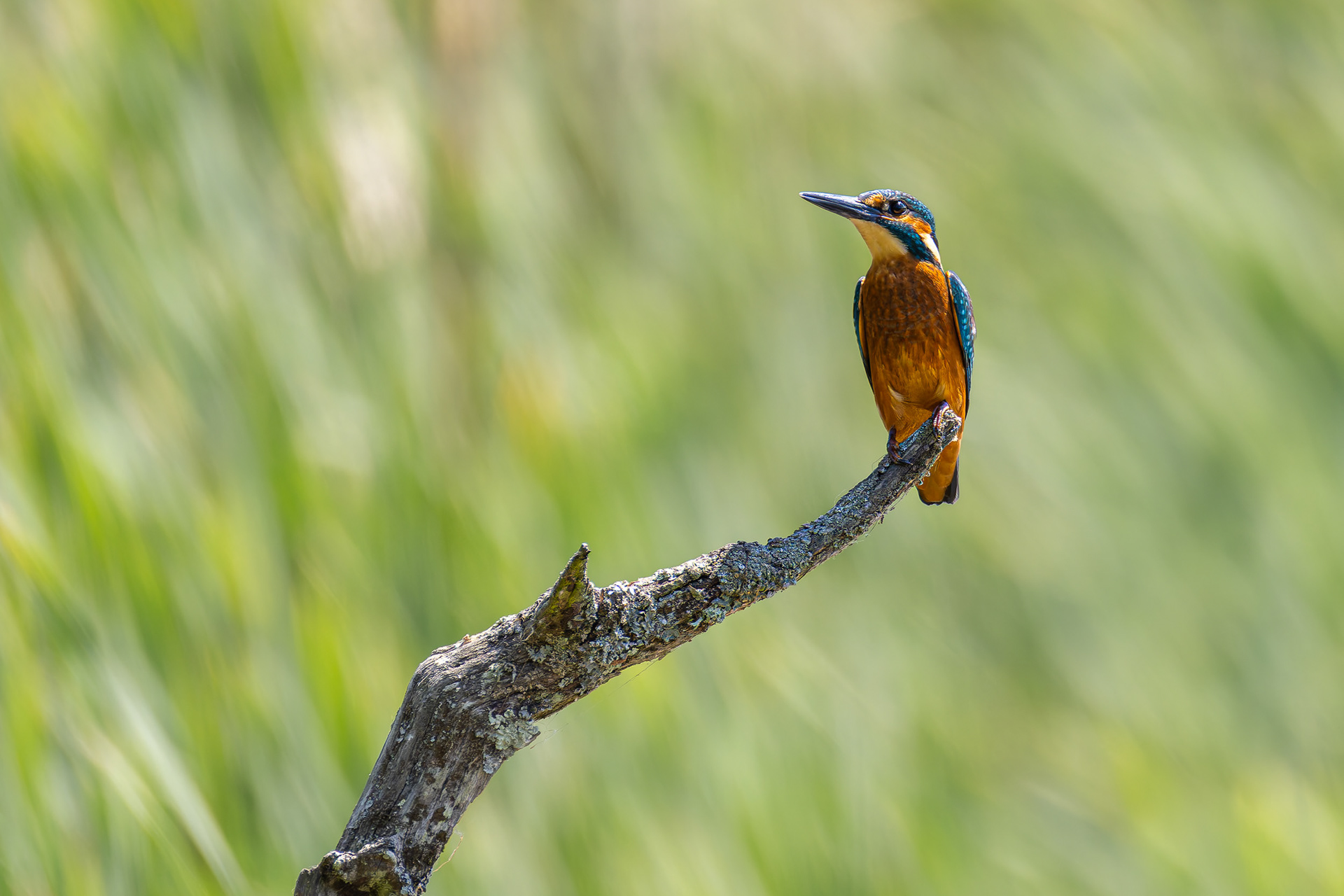 Kingfisher. Warnham Nature Reserve.