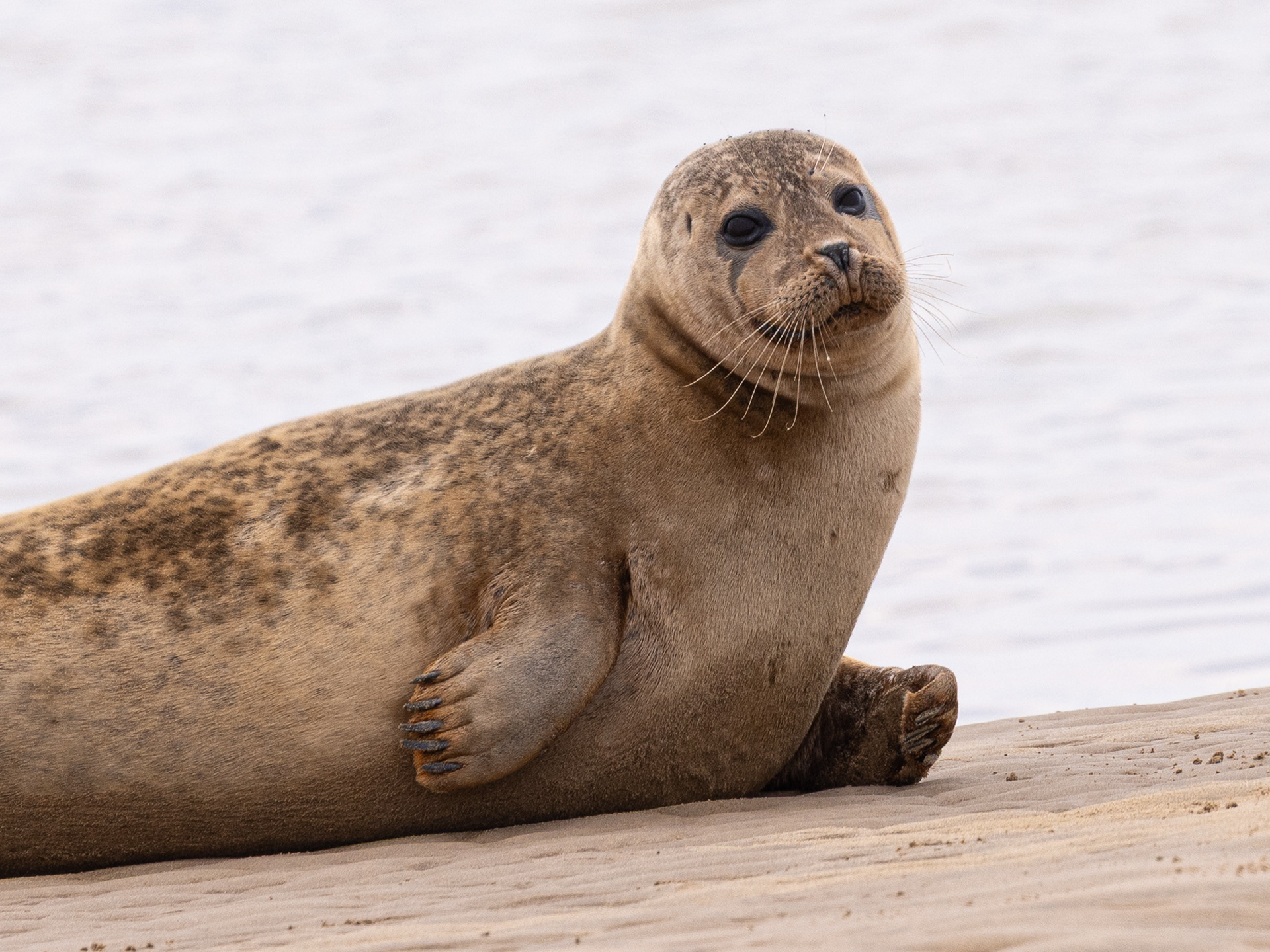 Common seal, Hunstanton, Norfolk.