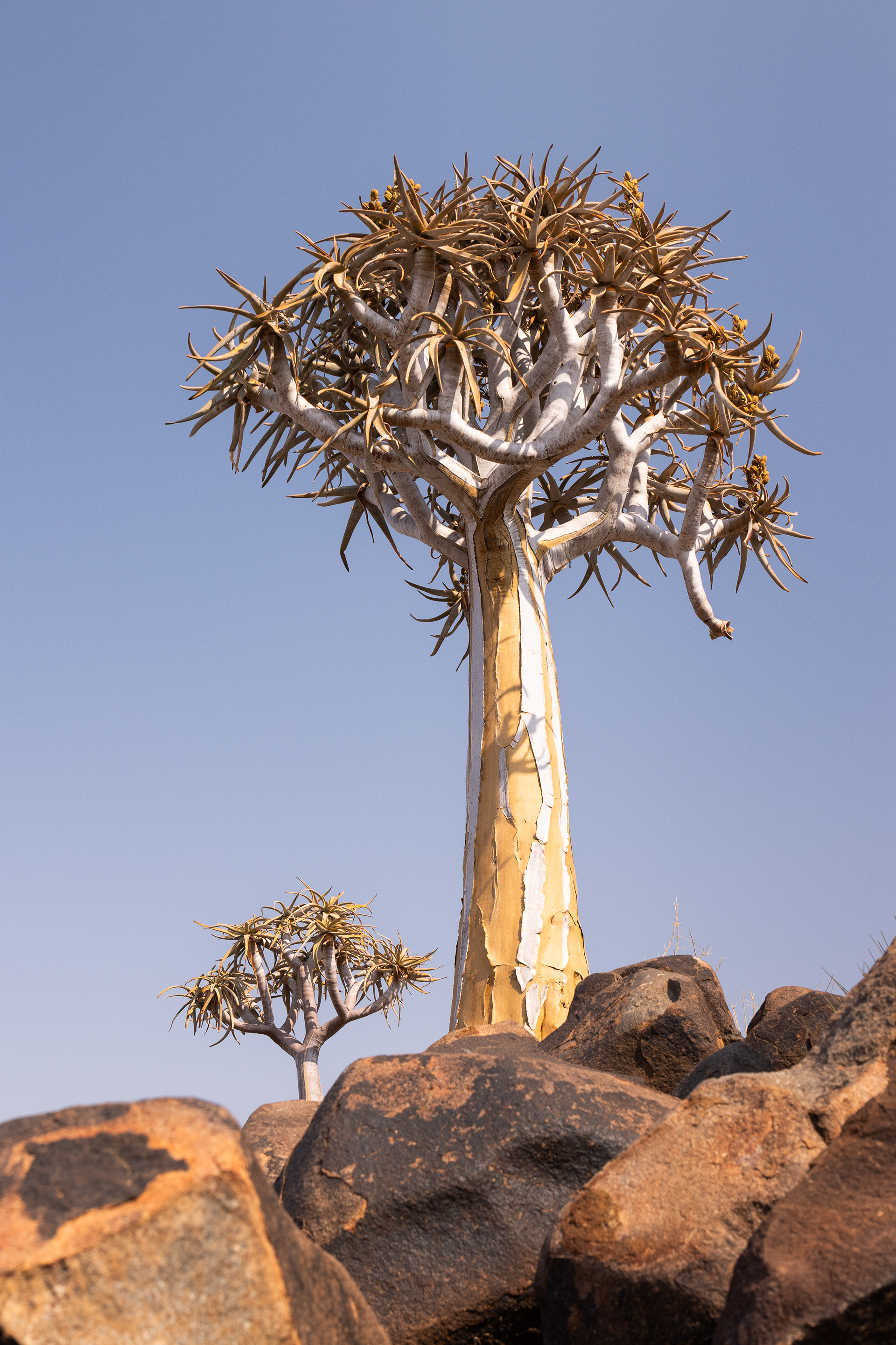 Quiver Tree Forest II - Technically, the quiver trees are not trees at all, but are part of the genus Aloe, called Aloe Dichotoma. Quiver Tree Forest, Keetamnshoop, Namibia