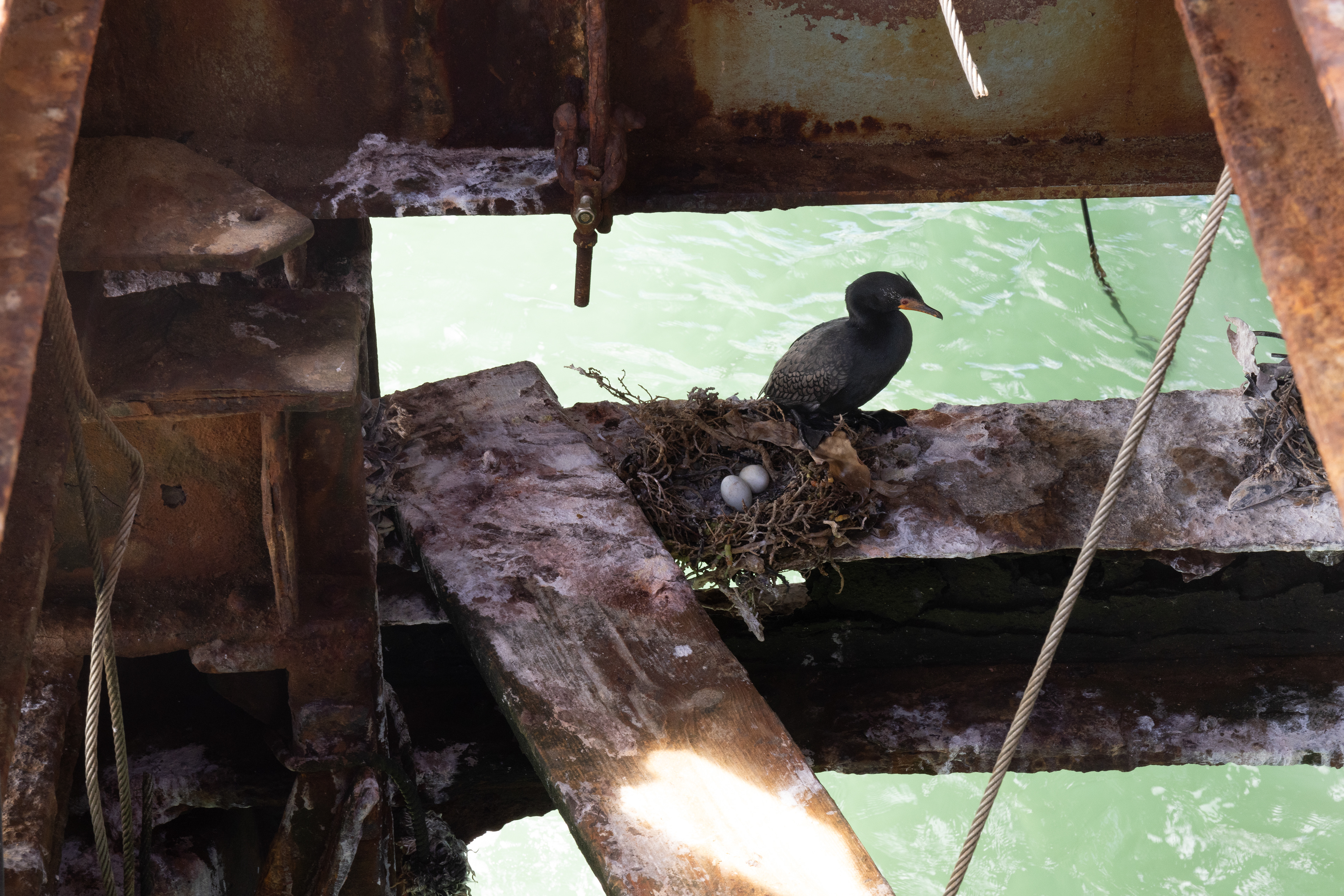 Resourceful Nature - This cormorant built her nest underneath a derelict pier, free from human interference. Elizabeth Bay, Namibia.