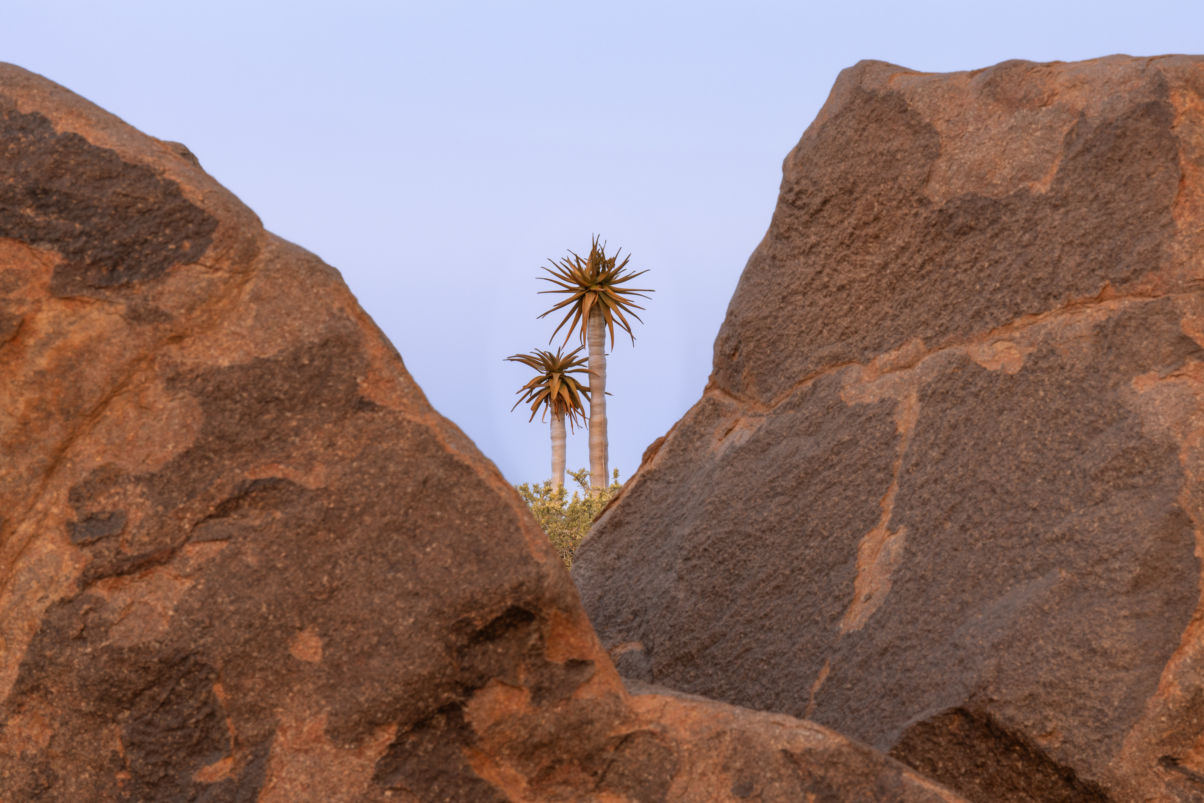 Between a Rock and a Hard Place - For me, this captured the essence of the landscape: the odd flourishing plant or two between dry, rocky outcrops. Quiver Tree Forest, Keetmanshoop, Namibia.