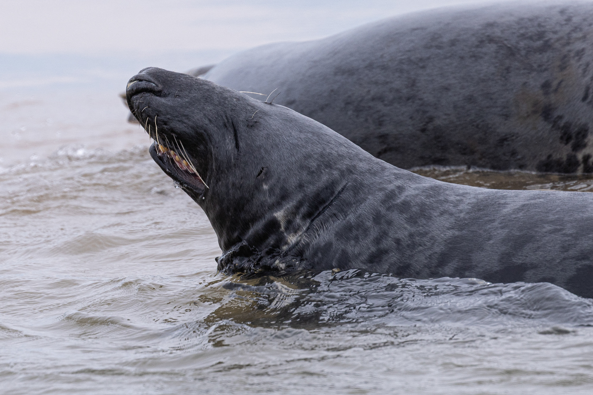 Grey seal. Blakeny Point, Norfolk.