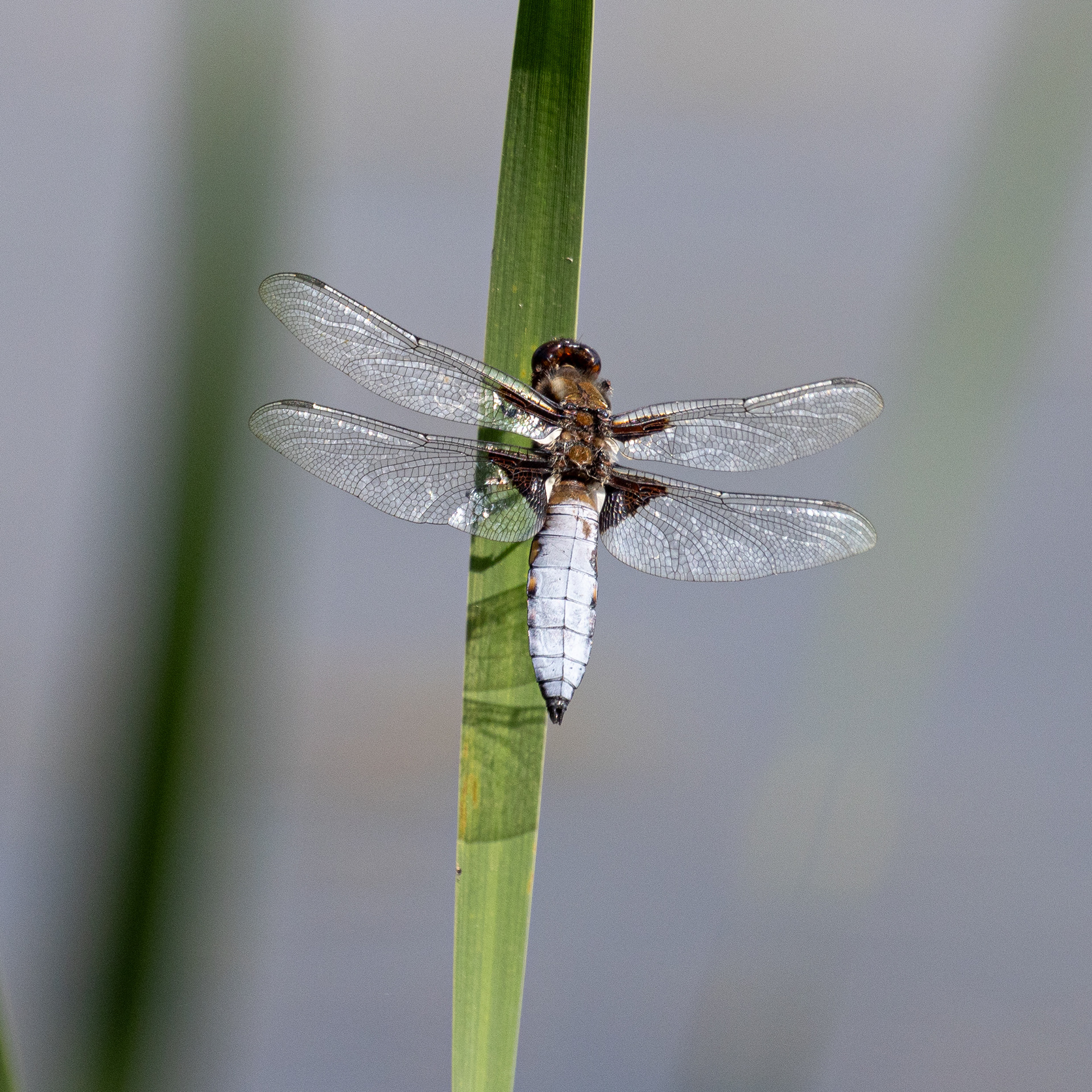 Broad-bodied Chaser Dragonfly. Warnham Nature Reserve.
