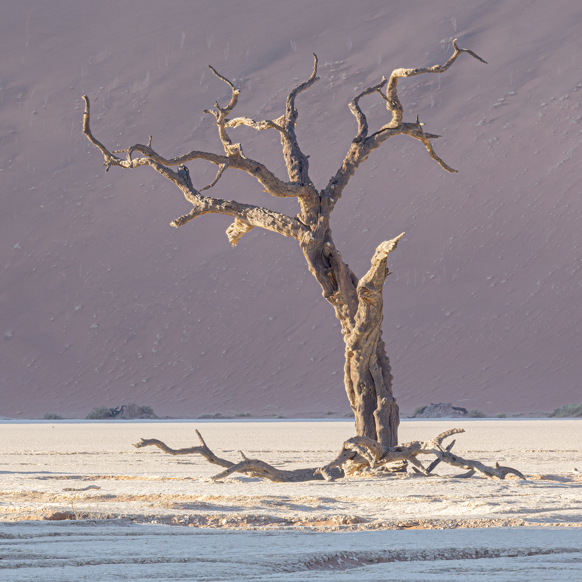 Deadvlei III - The white clay pan, parially in the shade of a giant sand dune in the early morning sun, looks like a snowscape beyond a frozen river. The sand dune behind, in early morning shadow, could be mistaken for a rainy day. Deadvlei, Namibia.