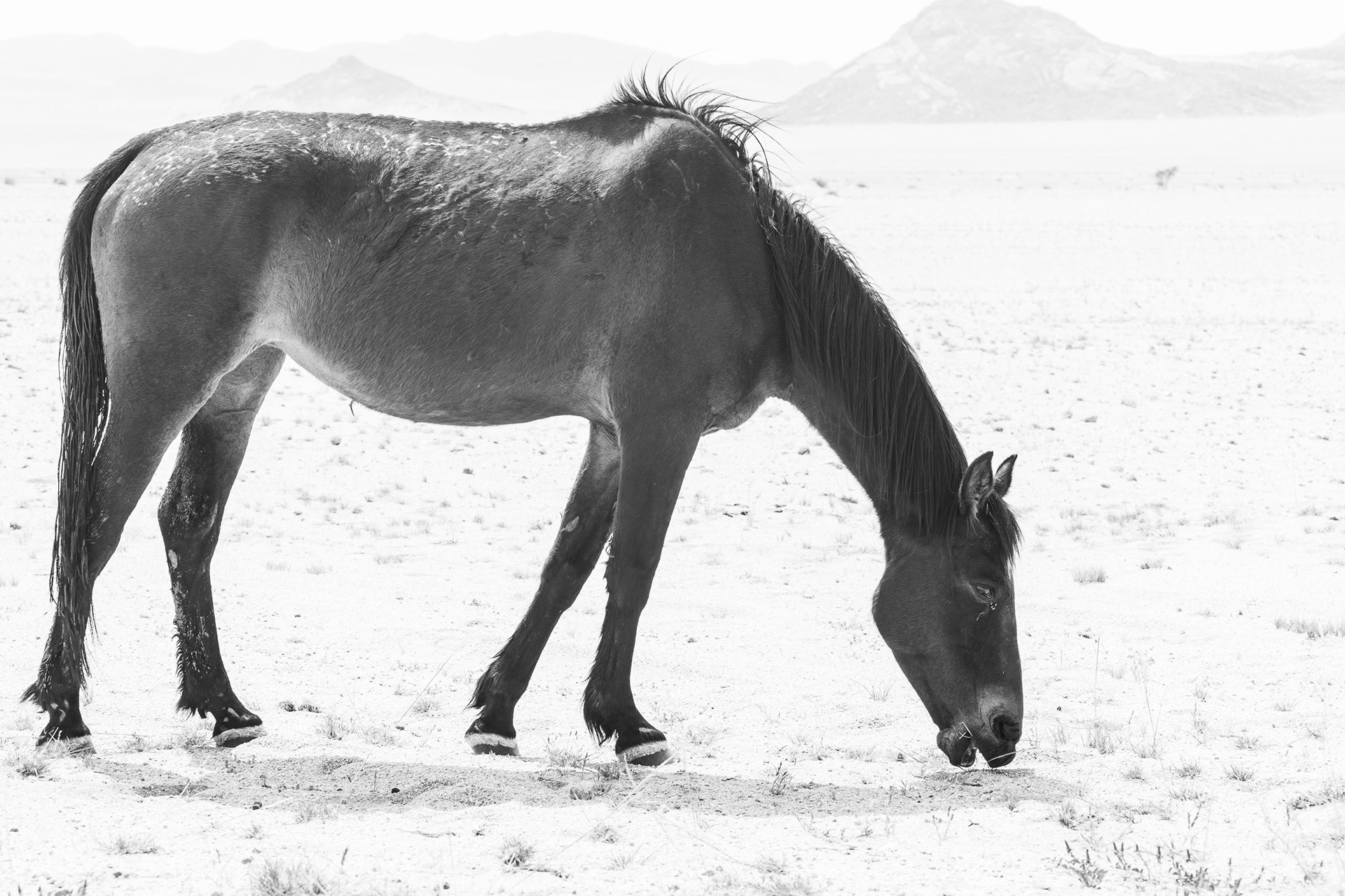 Wild horses seek out every precious blade of grass in the desert. Garub, Namibia.