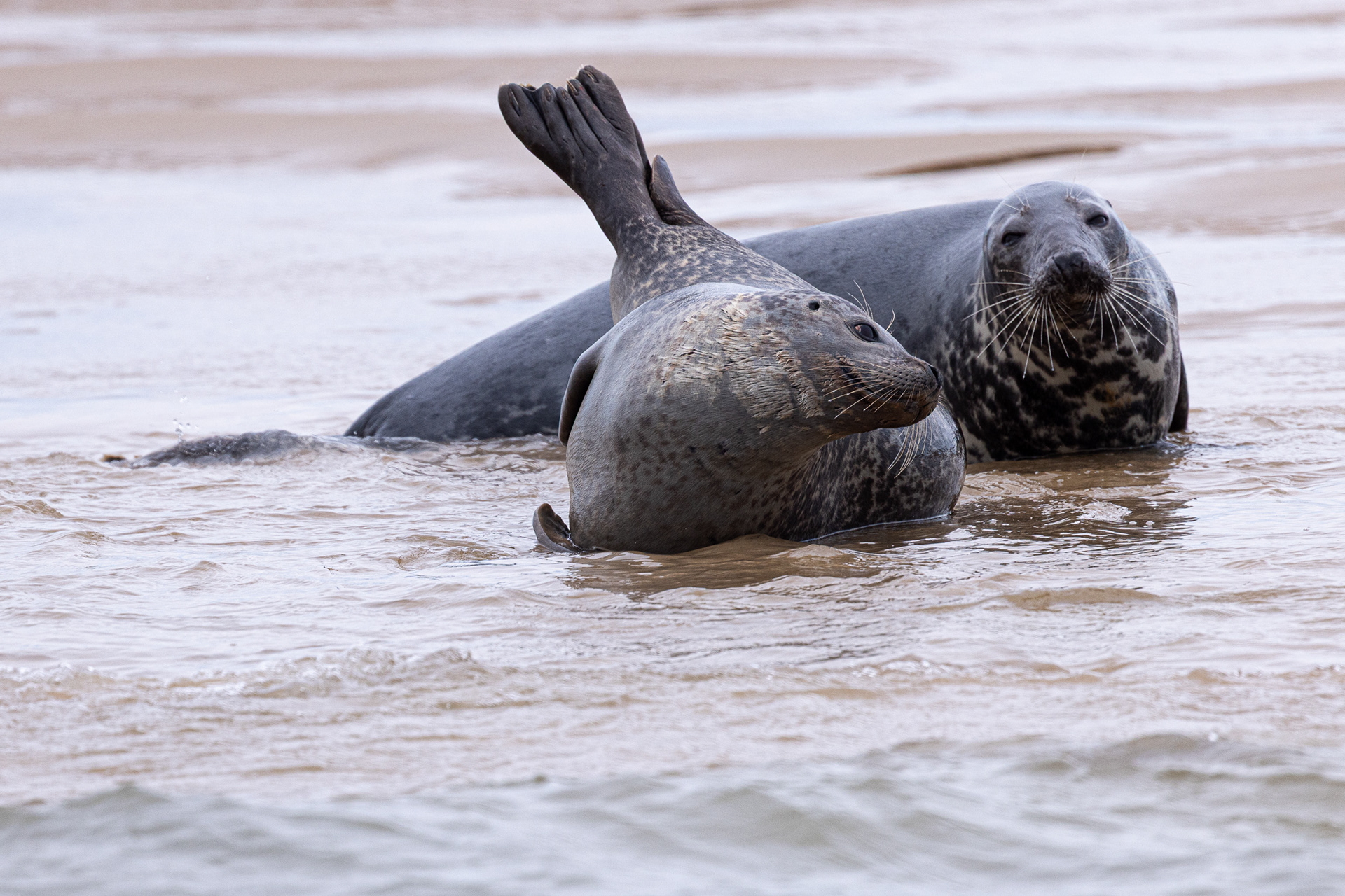 Grey seal being coy. Blakeney Point, Norfolk.