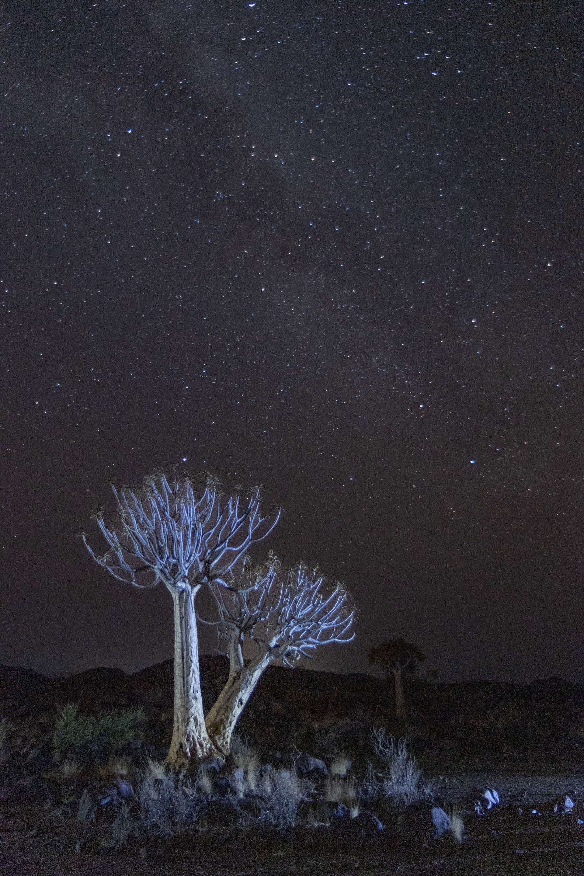 Light Painted Quiver Trees - The Milky Way can be seen above the trees. Quiver Tree Forest, Keetmanshoop, Namibia.