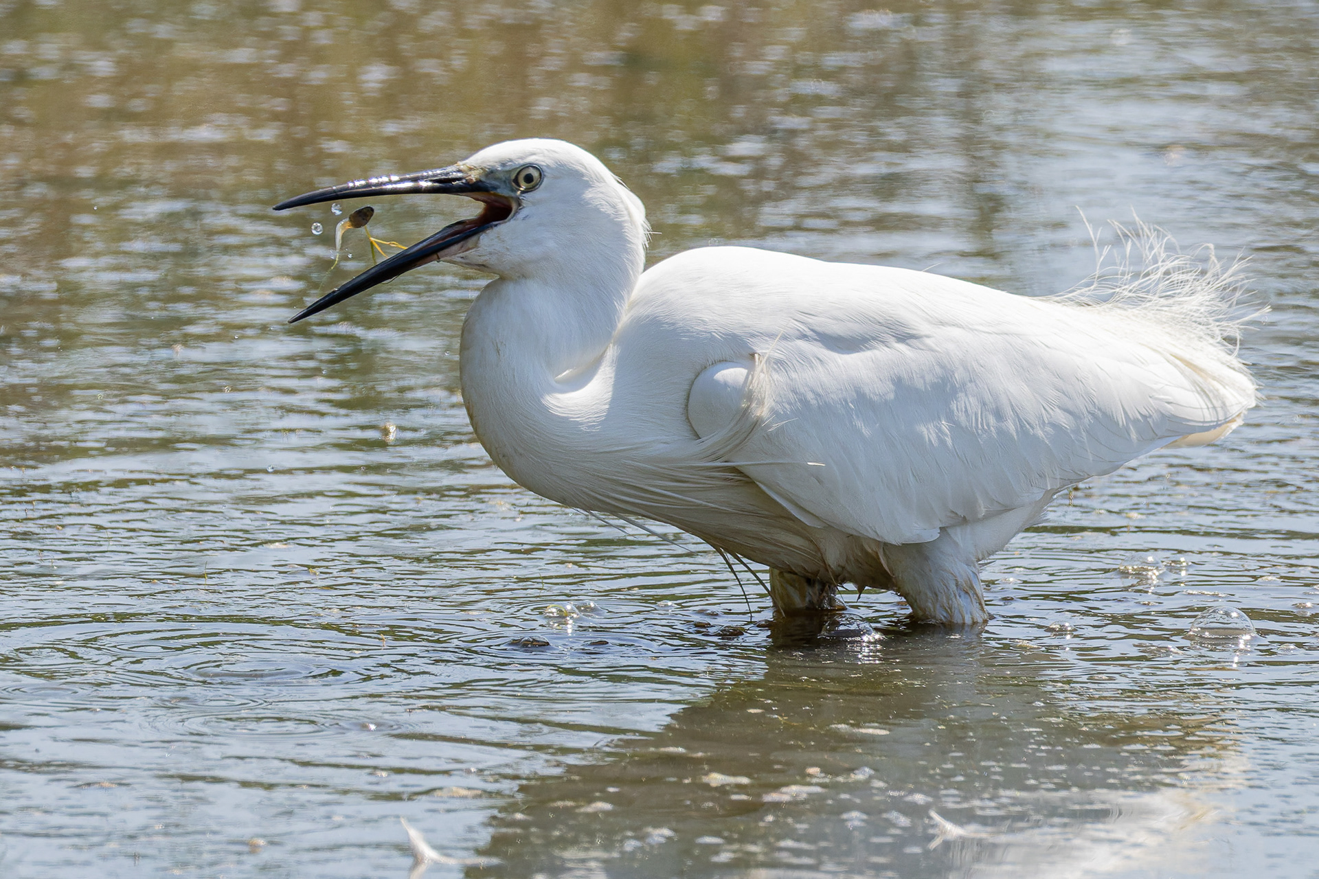 Breakfast. Egret, Warnham Nature Reserve.
