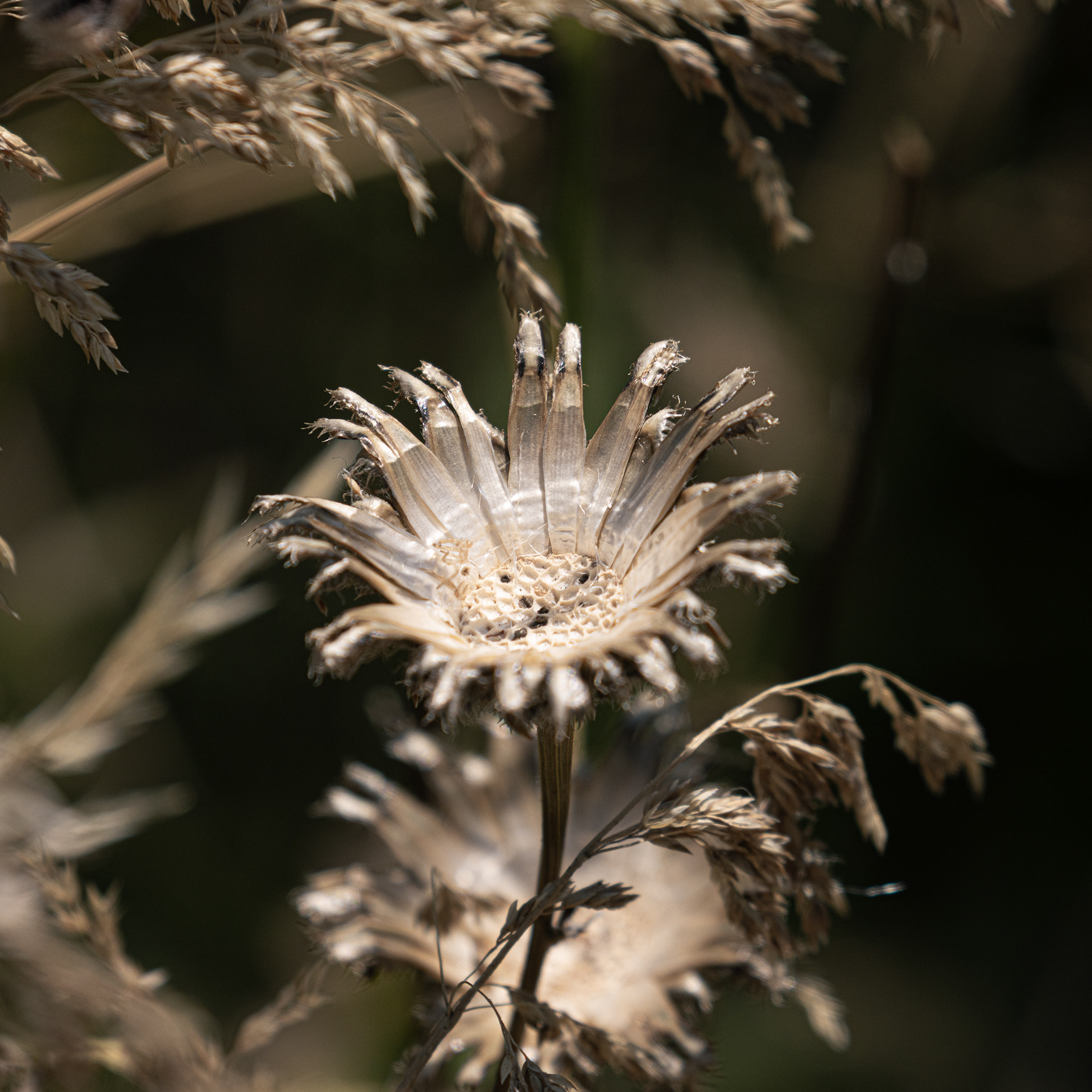 Greater knapweed, Langston Harbour Nature Reserve.