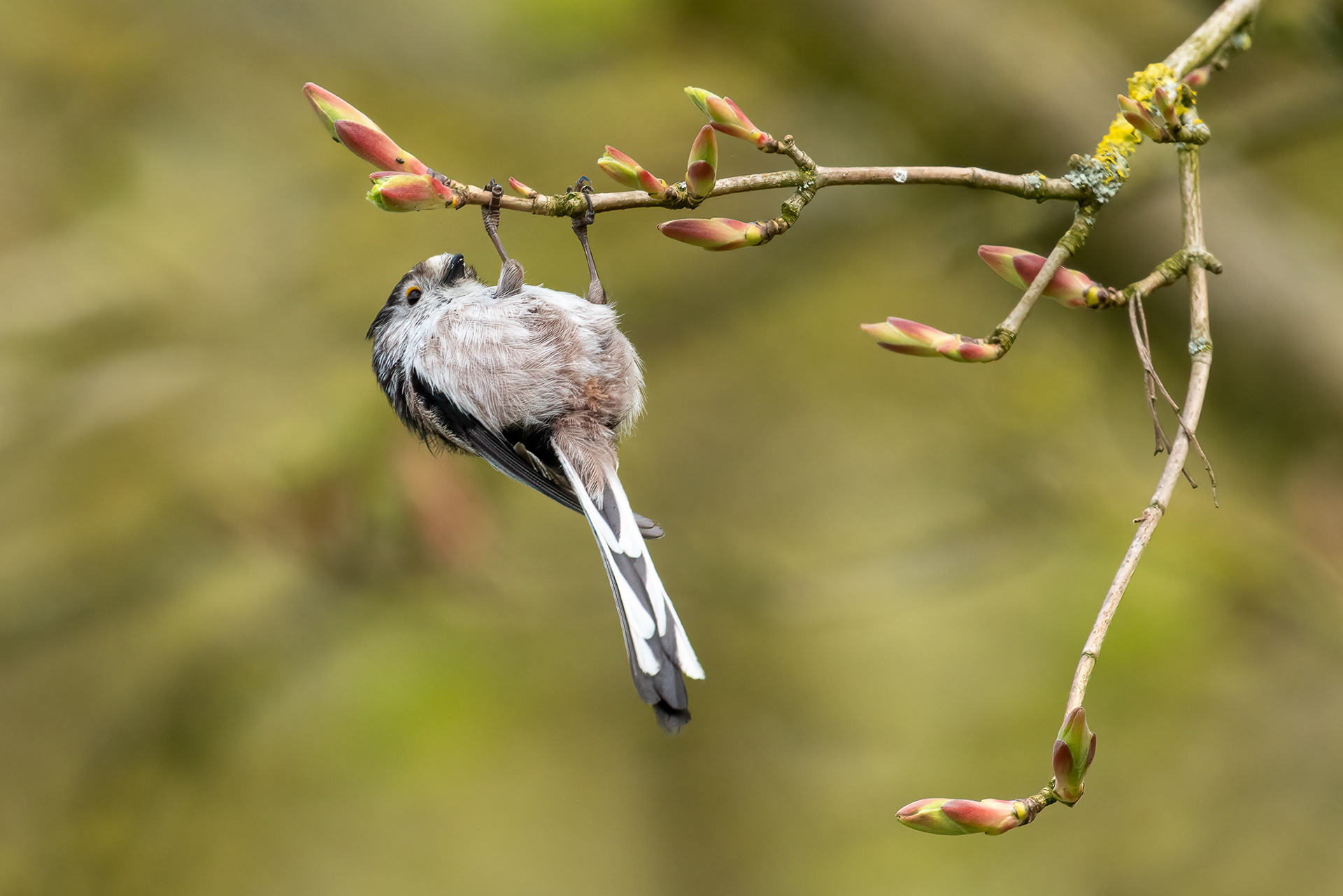 Long tailed tit, Pagham Nature Reserve