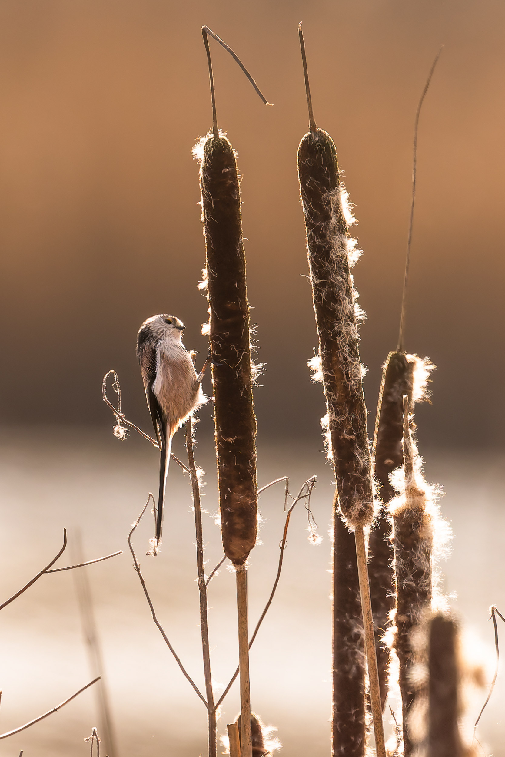 Long tailed tit, Warnham Nature Reserve