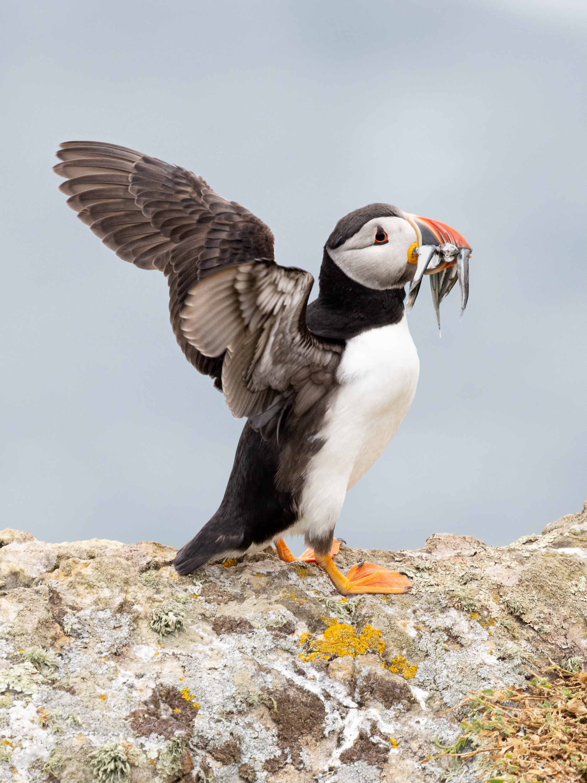 Lunch just landed. Puffin, Skomer Island, Pembrokeshire.