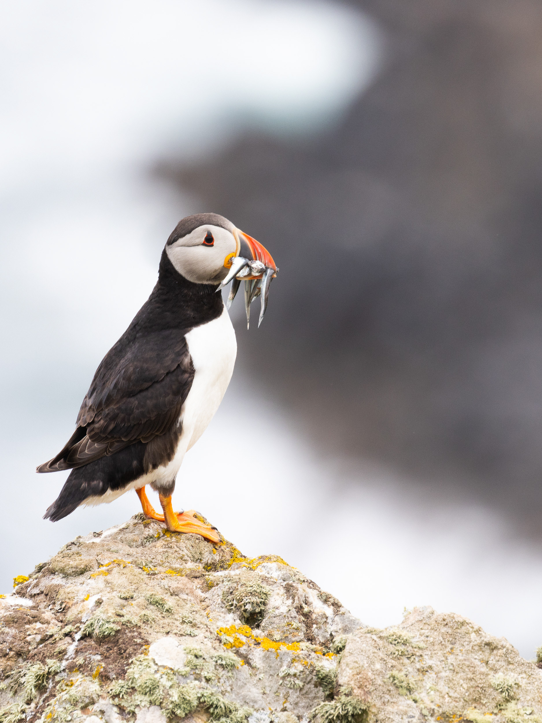 Puffin, Skomer Island, Pembrokeshire.
