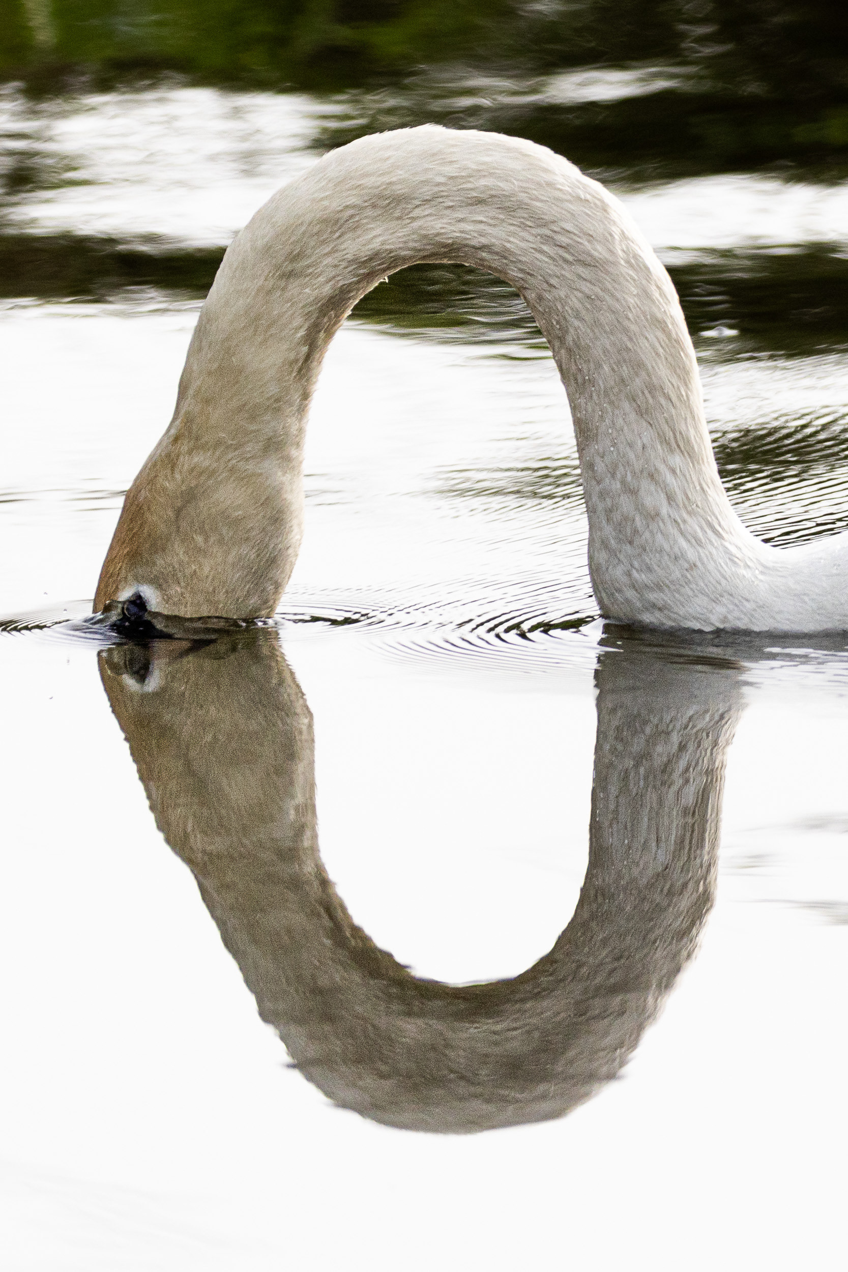 Loop and reflection. Kennet and Avon Canal.