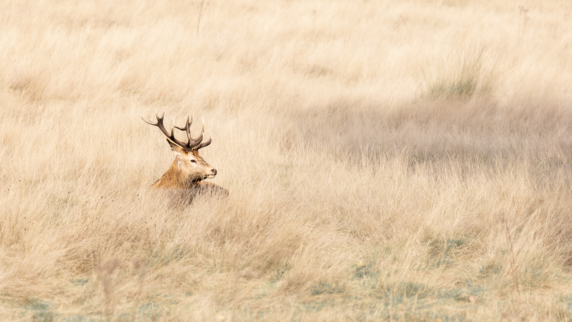 Hiding in a sea of scorched grass. Richmond Park, London.