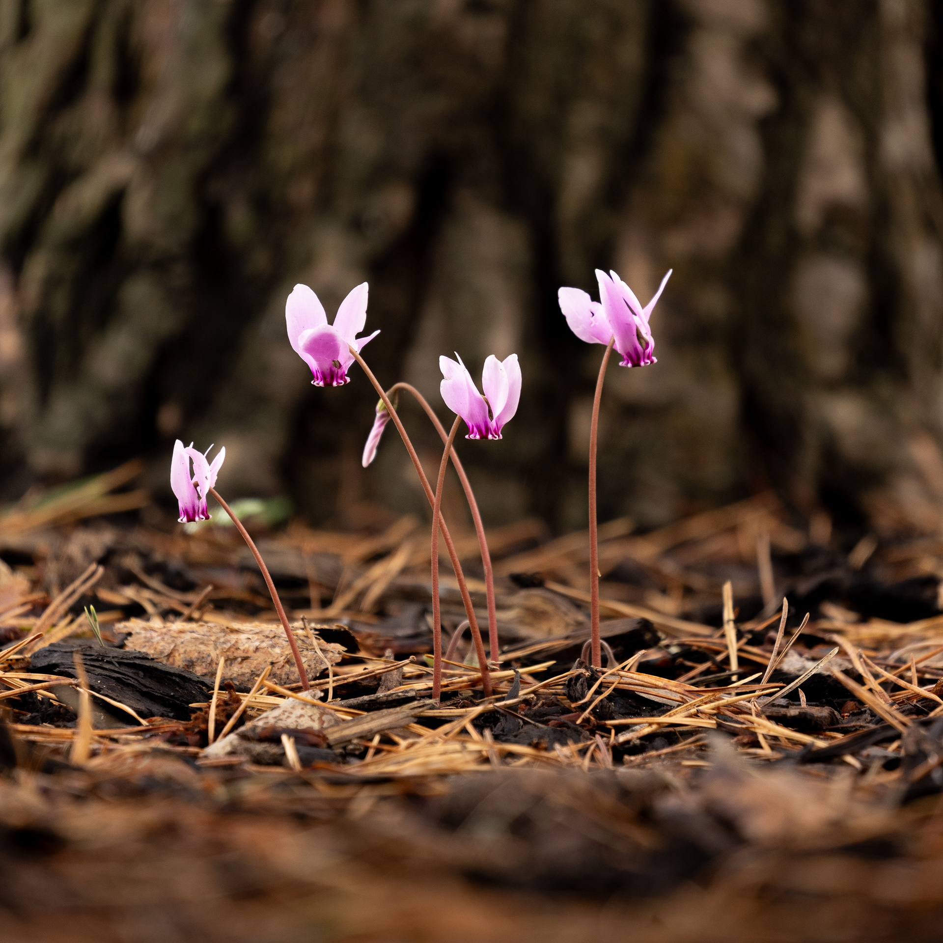 Cyclamen, RHS Wisley.