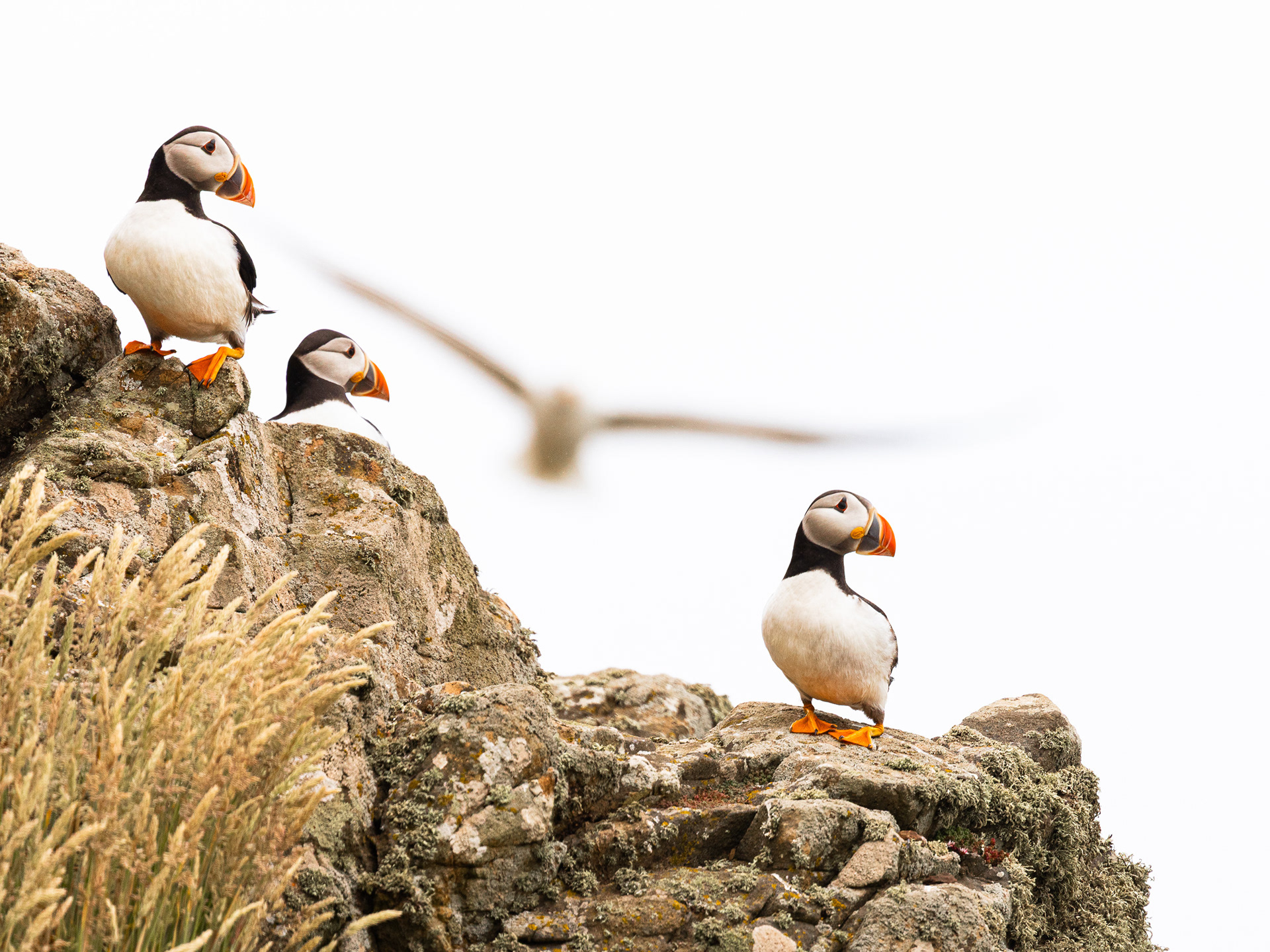 Behind you! Puffins, Skomer Island, Pembrokeshire.