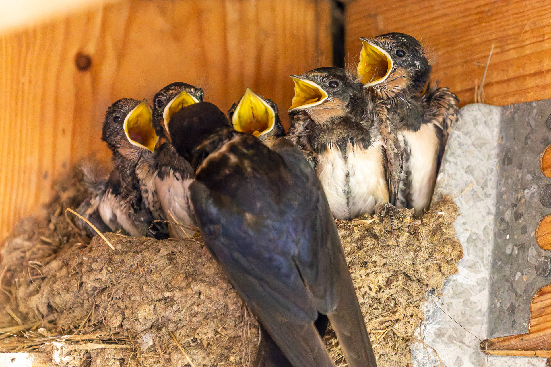 Feed me! Barn swallow and offspring. Norfolk Wildlife Trust.