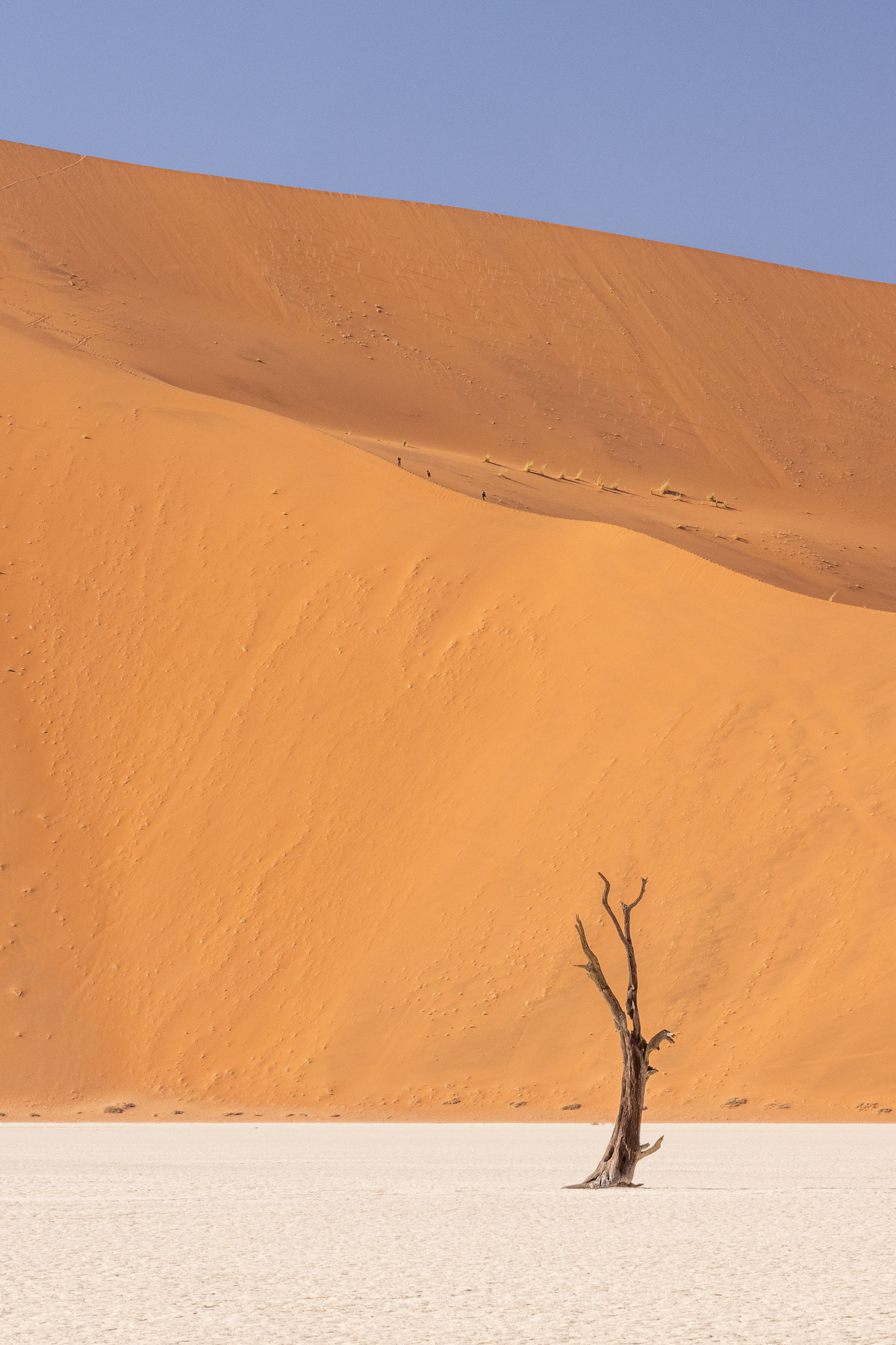 Deadvlei V - With so little rain, the camel thorn trees died between 500 and 1,000 years ago. Because of the lack of moisture they do not decompose but remain as they died. Deadvlei, Namibia.