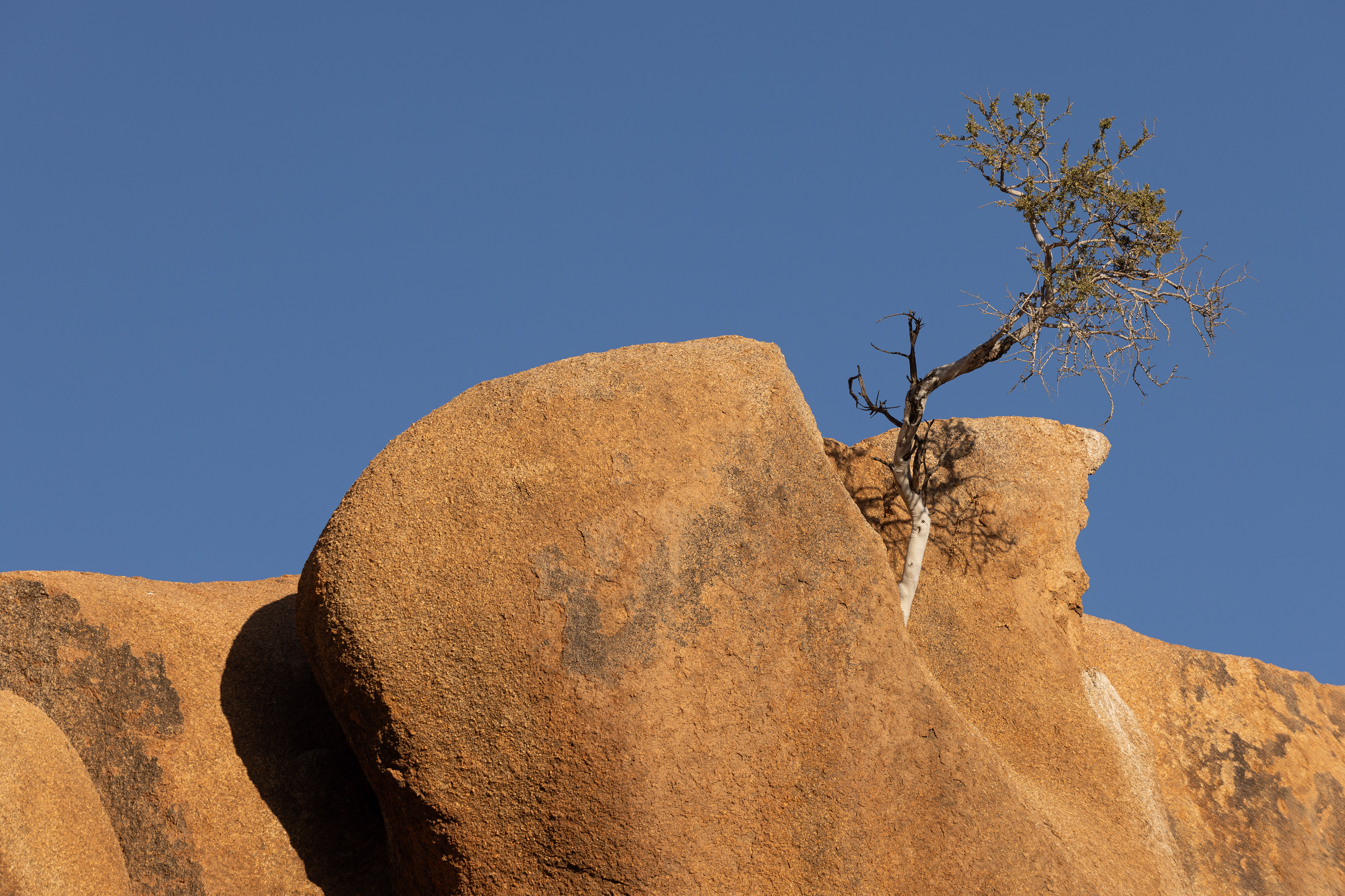 Lonesome - It never ceases to amaze me how nature can eek out an existence in such a harsh environment: no visible soil and scorching hot desert sun. Spitzkoppe, Namibia.