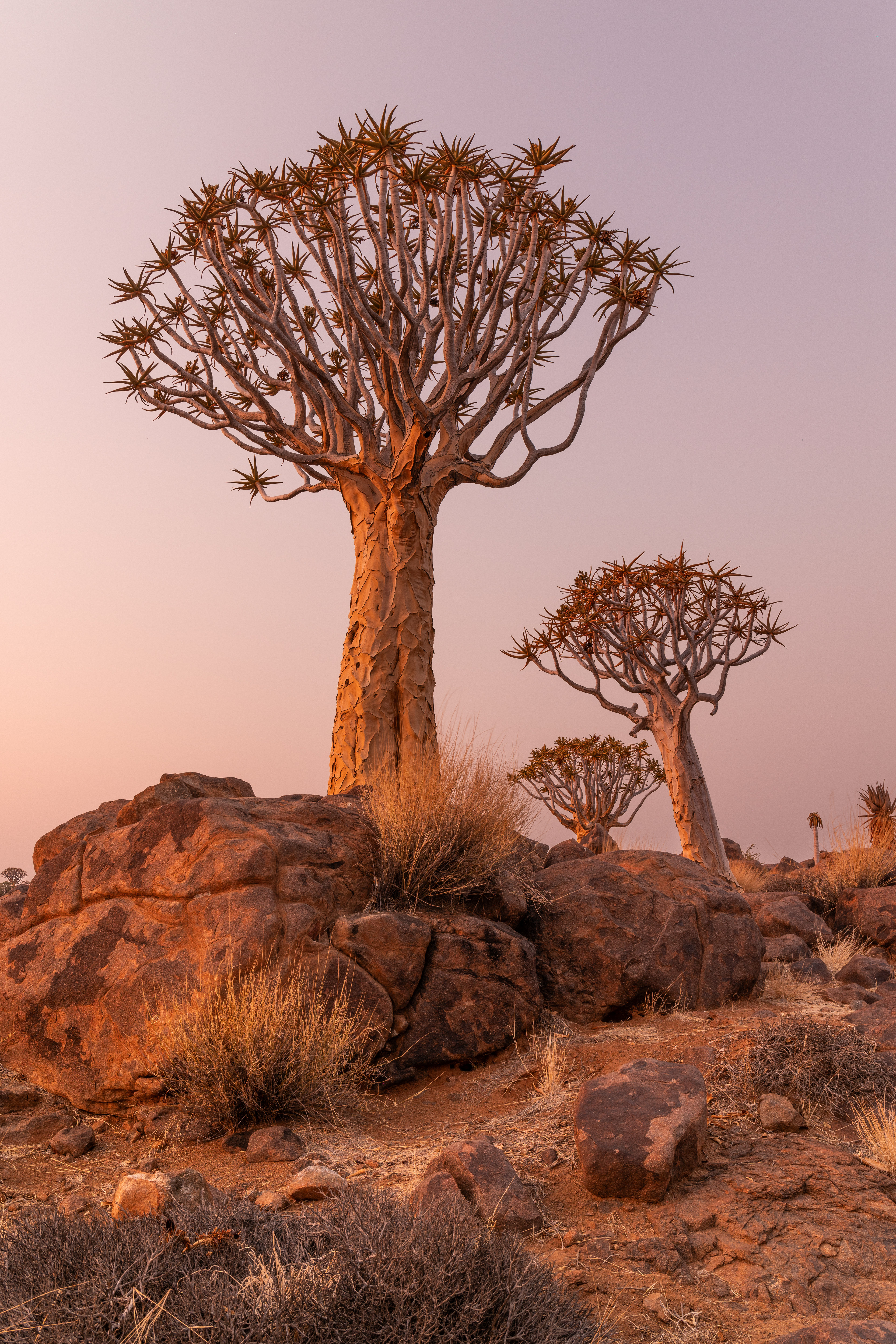 Quiver Tree Forest V - The quiver trees are succulents which store water in their leaves, fibrous trunk and branches. Quiver Tree Forest, Keetmanshoop, Namibia.