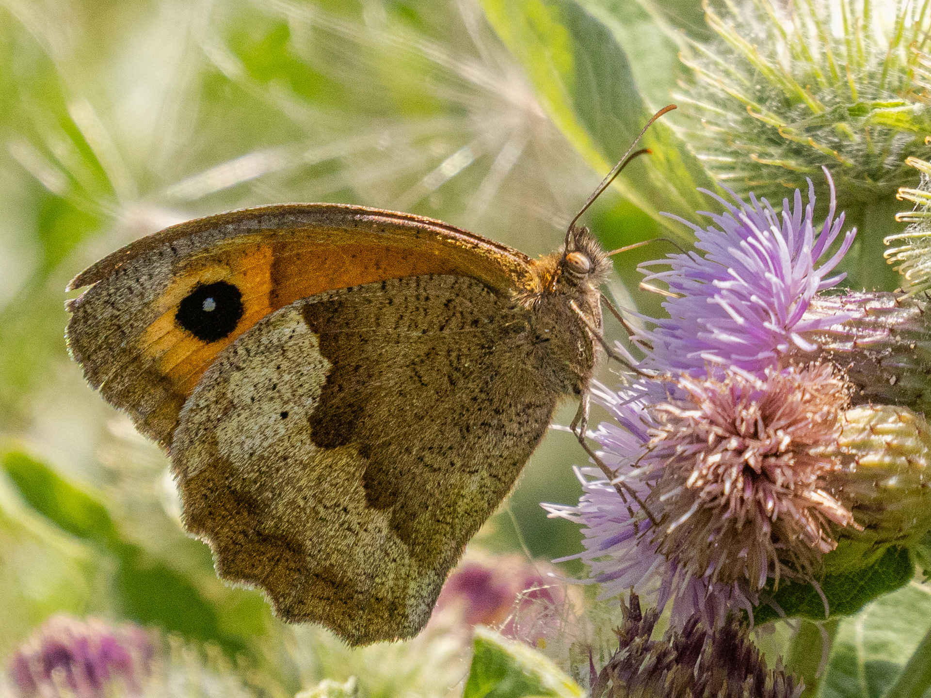 Gatekeeper butterfly, Langstone Harbour Nature Reserve.