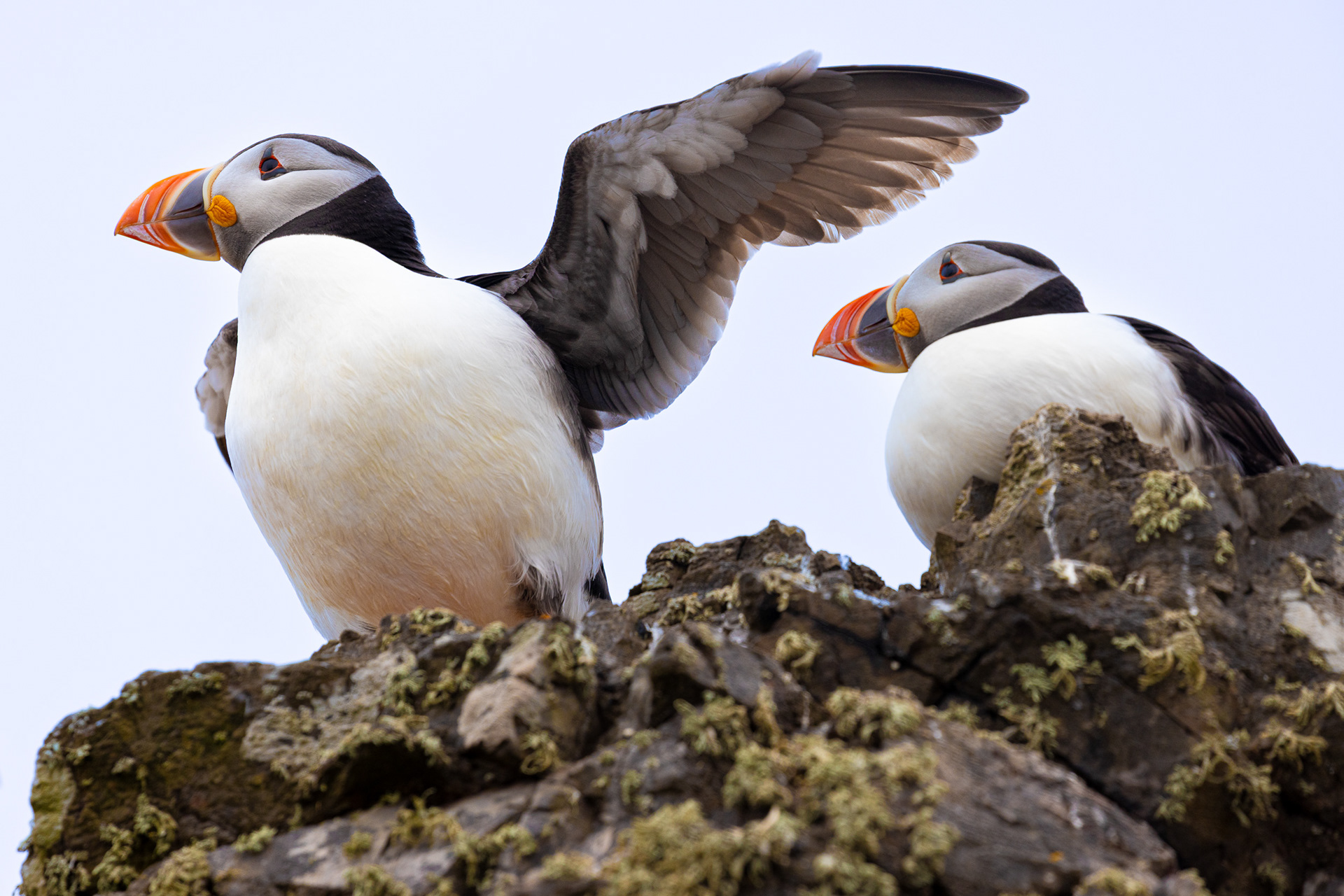 Does my armpit smell? Puffins, Skomer Island, Pembrokeshire.