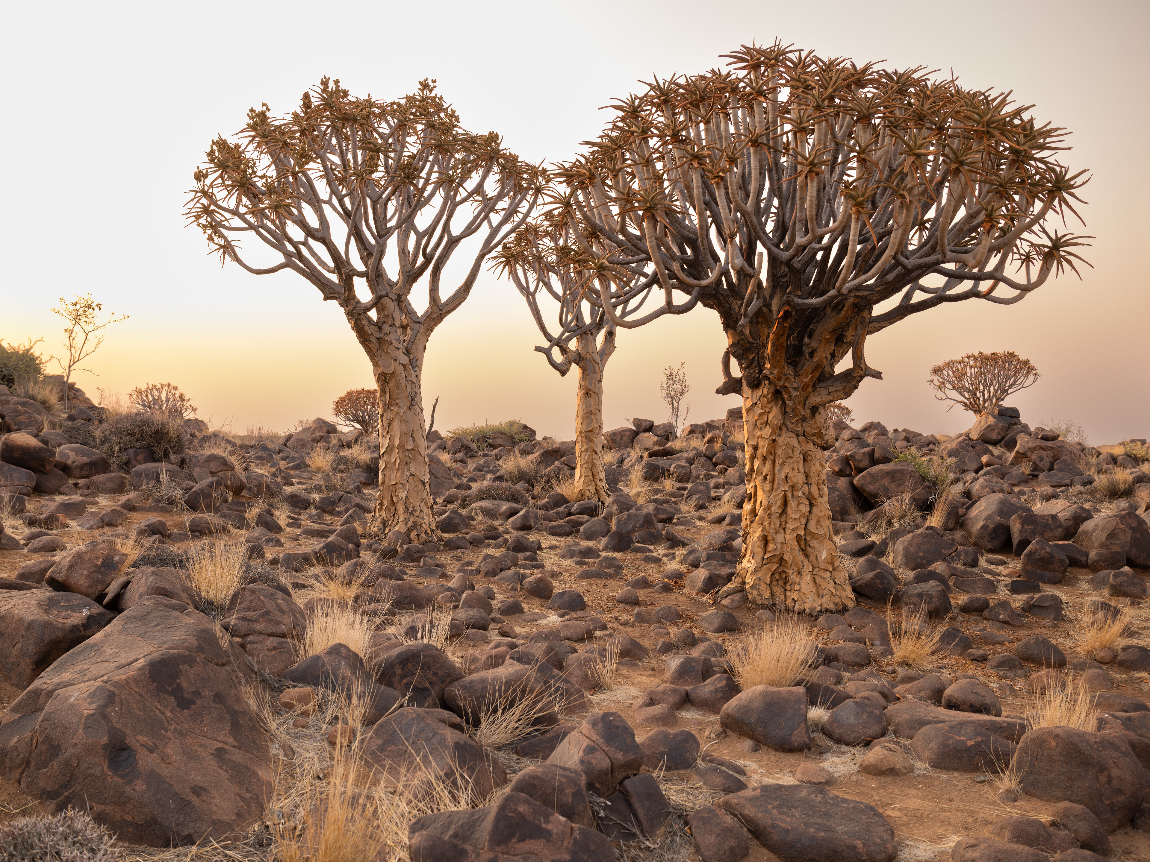 Quiver Tree Forest I - Forest: Namibian style. In such a dry, arid country, this truly is a forest by Namibian standards. Quiver Tree Forest, Keetmanshoop, Namibia.