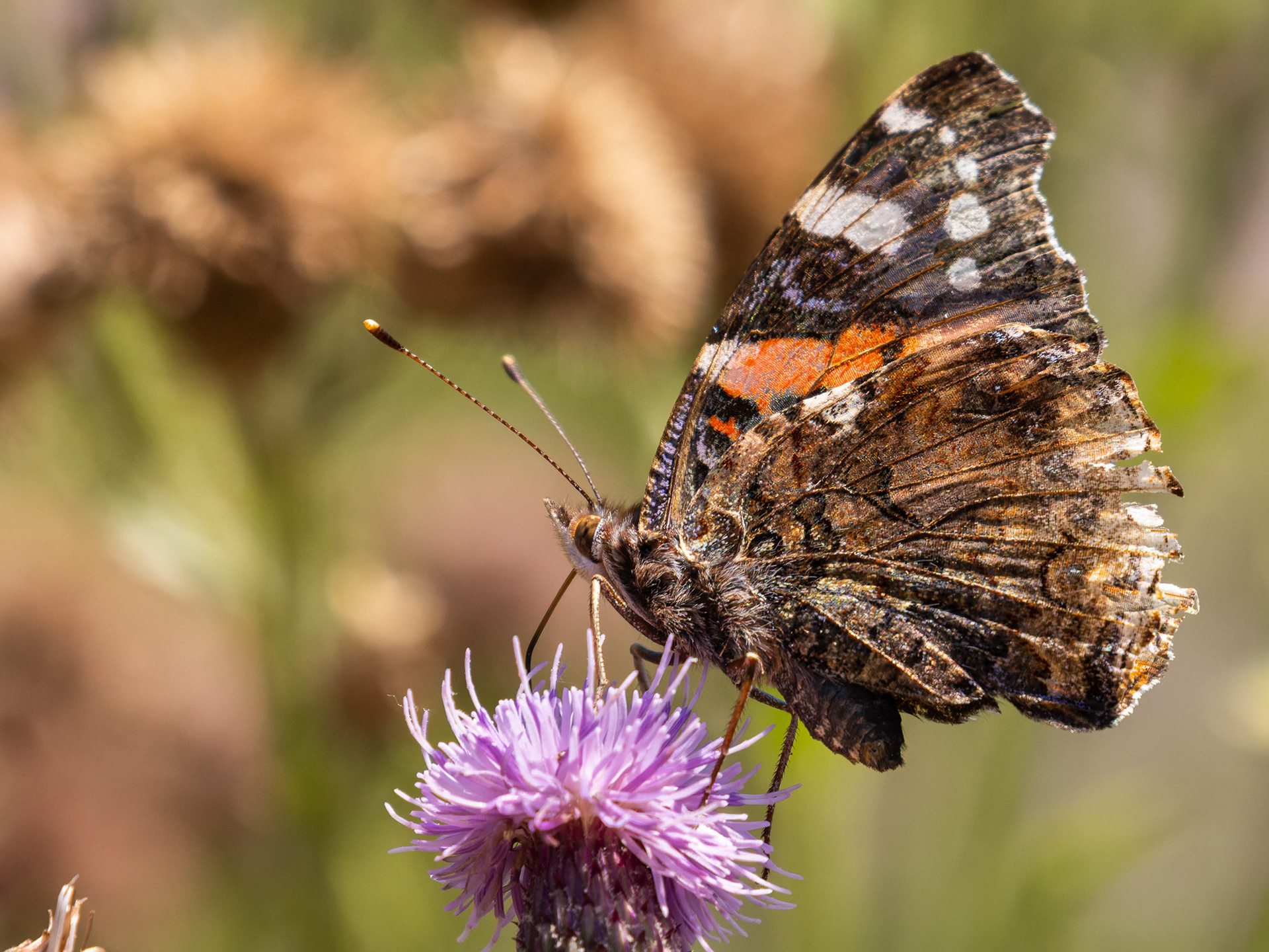 Thirsty Work. Painted Lady, Langstone Harbour Nature Reserve.