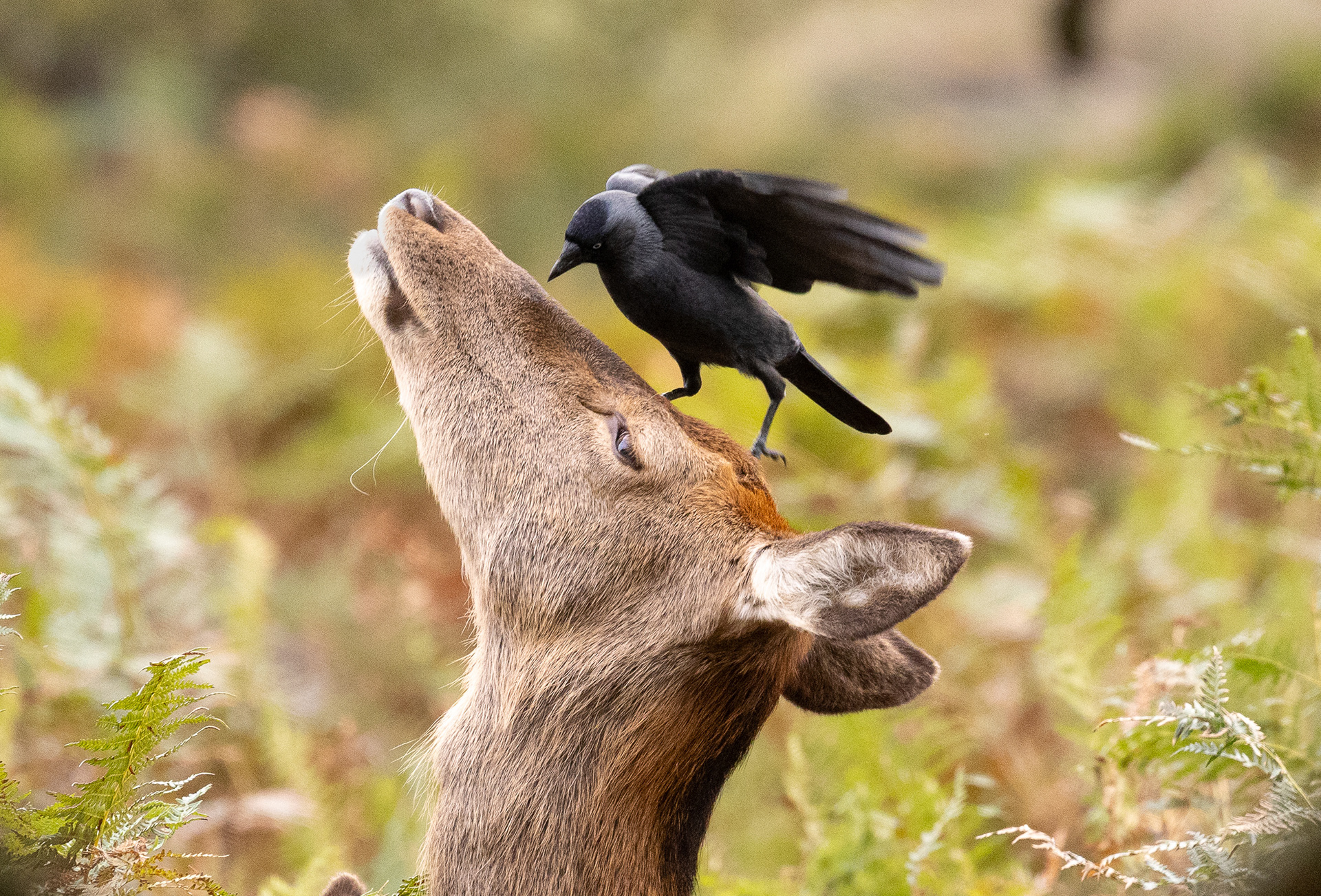 Symbiotic Therapy Time. The crow gets breakfast and the deer gets rid of annoying insects. Richmond Park, London.
