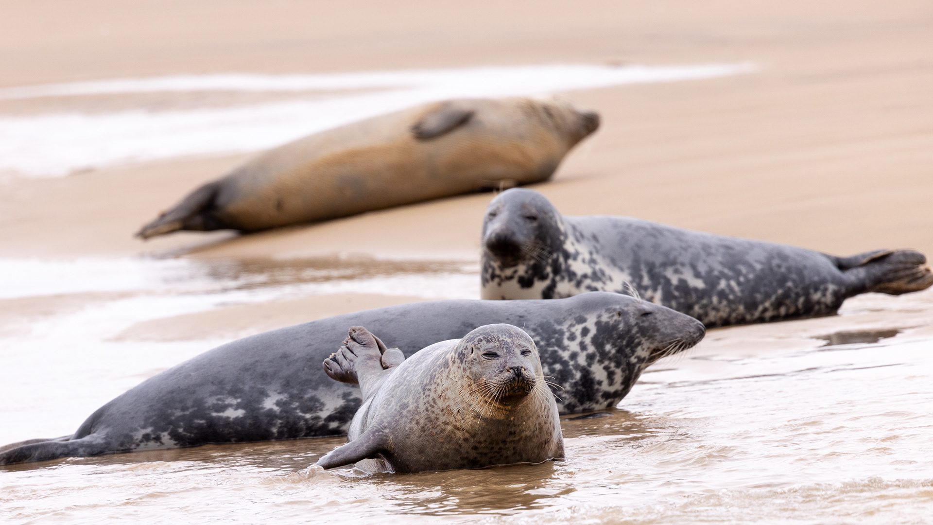 Grey seals and common seal. Blakeney Point, Norfolk.